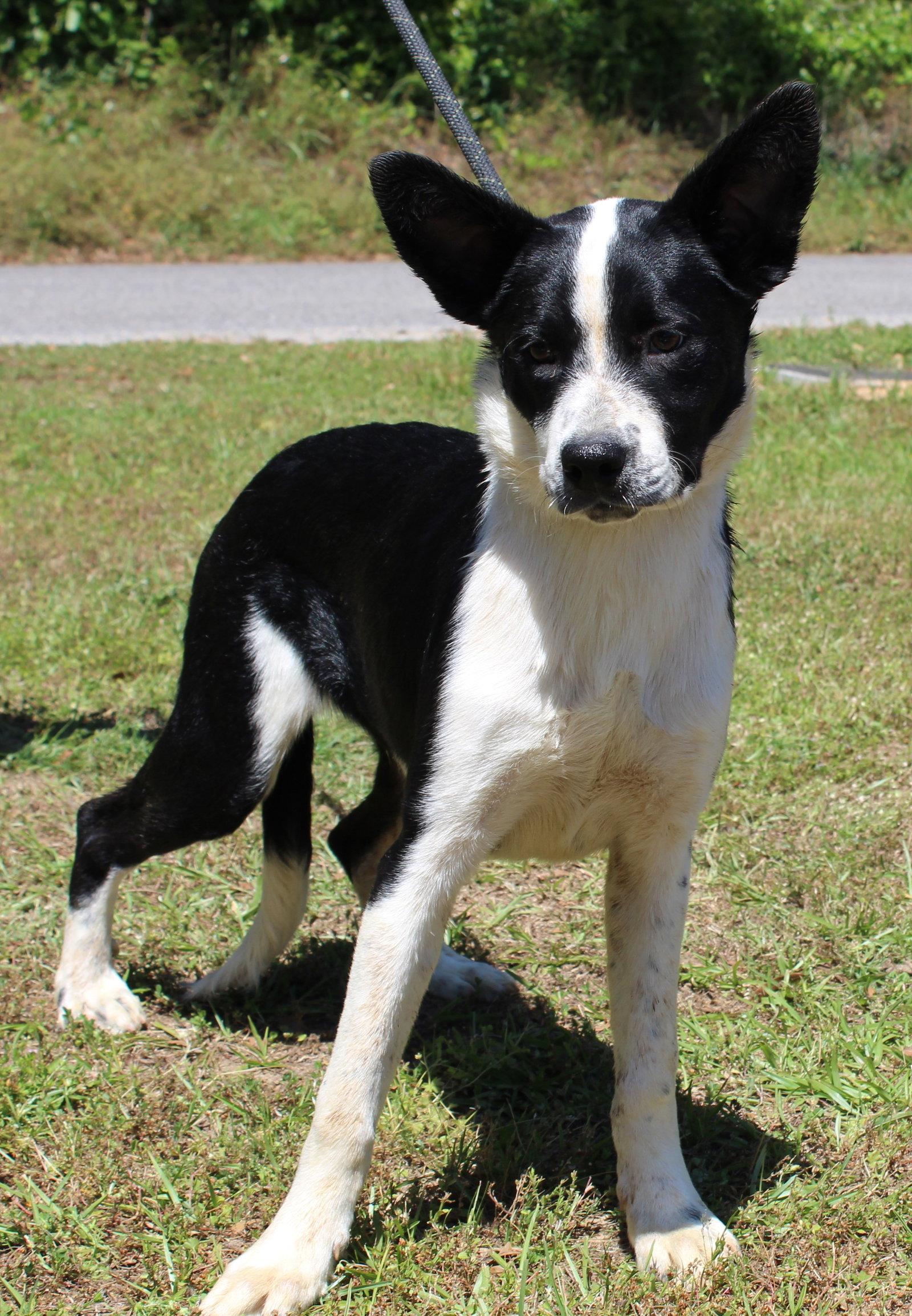 Enlarge Marshall 43385, a Adoptable mixed breed in Prattville, AL image 1/3