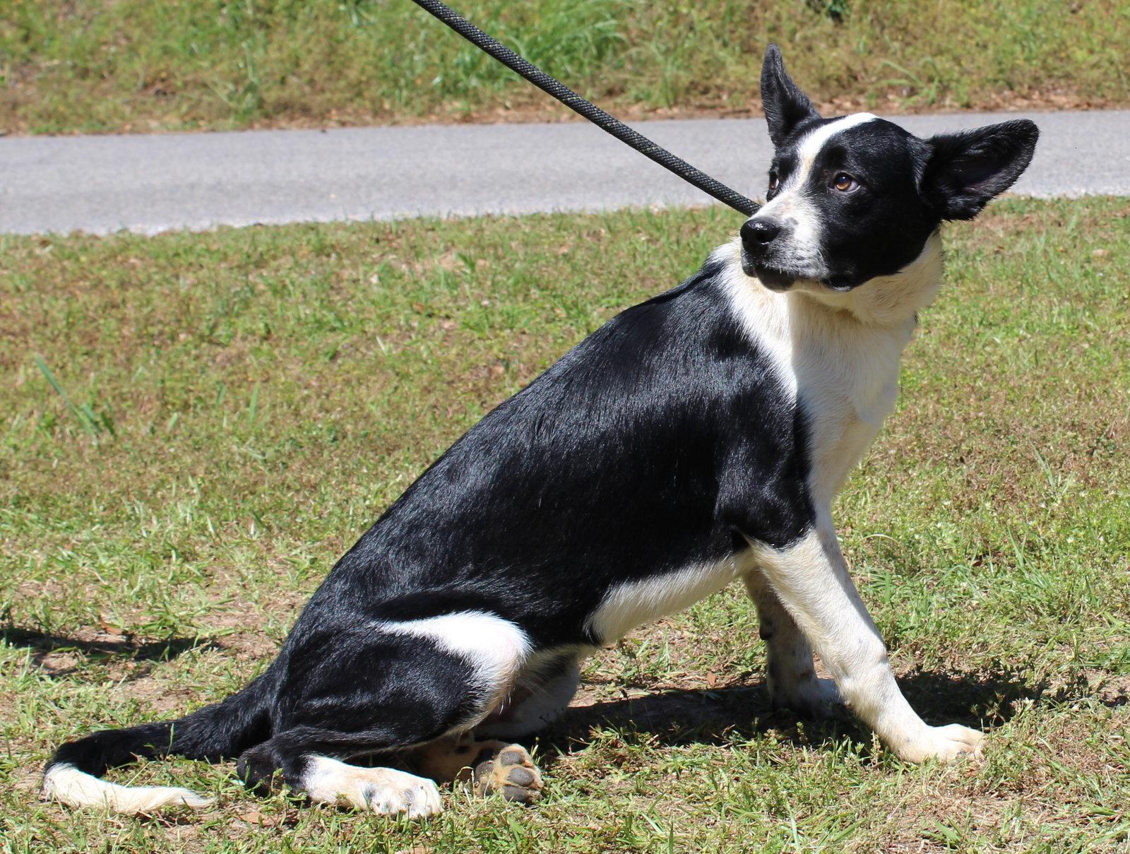 Enlarge Marshall 43385, a Adoptable mixed breed in Prattville, AL image 2/3