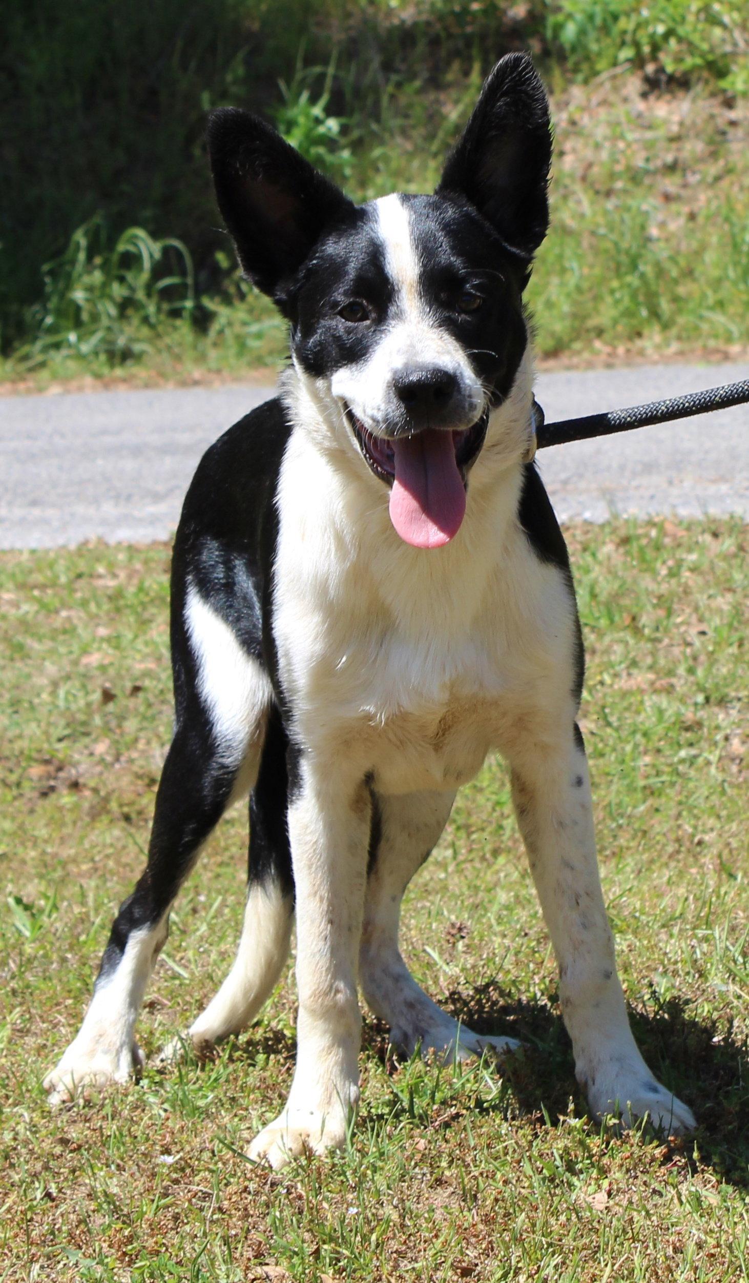 Enlarge Marshall 43385, a Adoptable mixed breed in Prattville, AL image 3/3