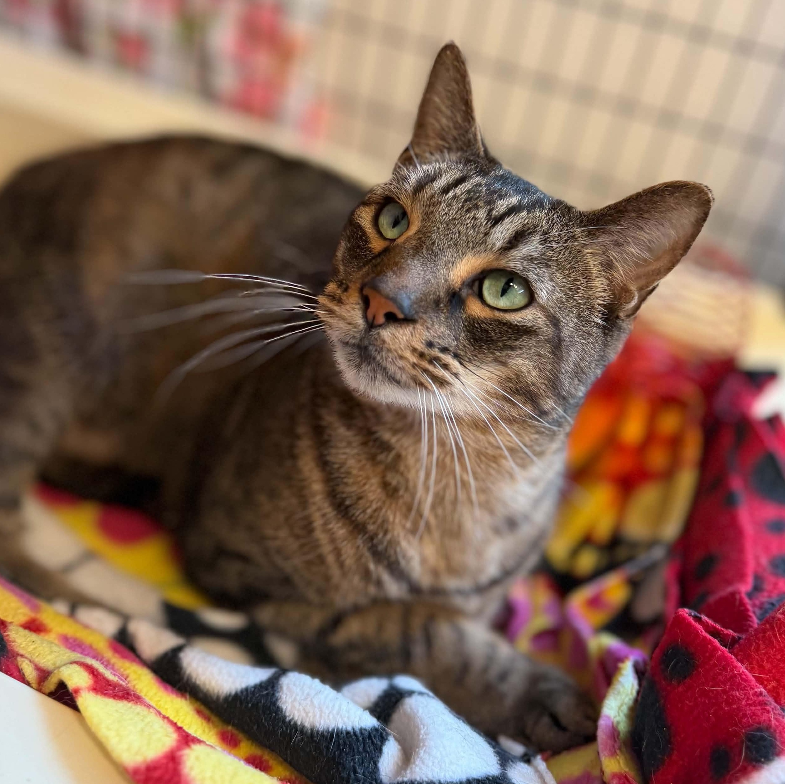 Tucker, ADOPTABLE, Senior Male Domestic Short Hair.