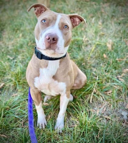 Wolverine, a Adoptable mixed breed in Washington, DC image 1/3