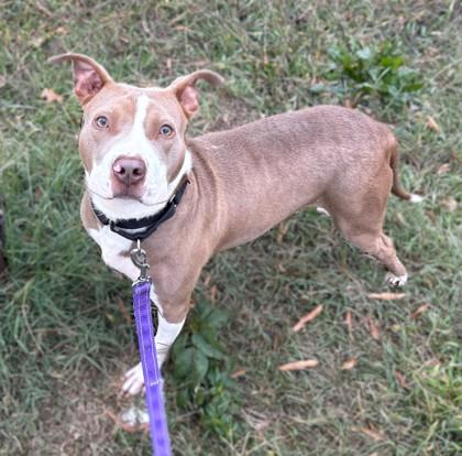 Wolverine, a Adoptable mixed breed in Washington, DC image 2/3