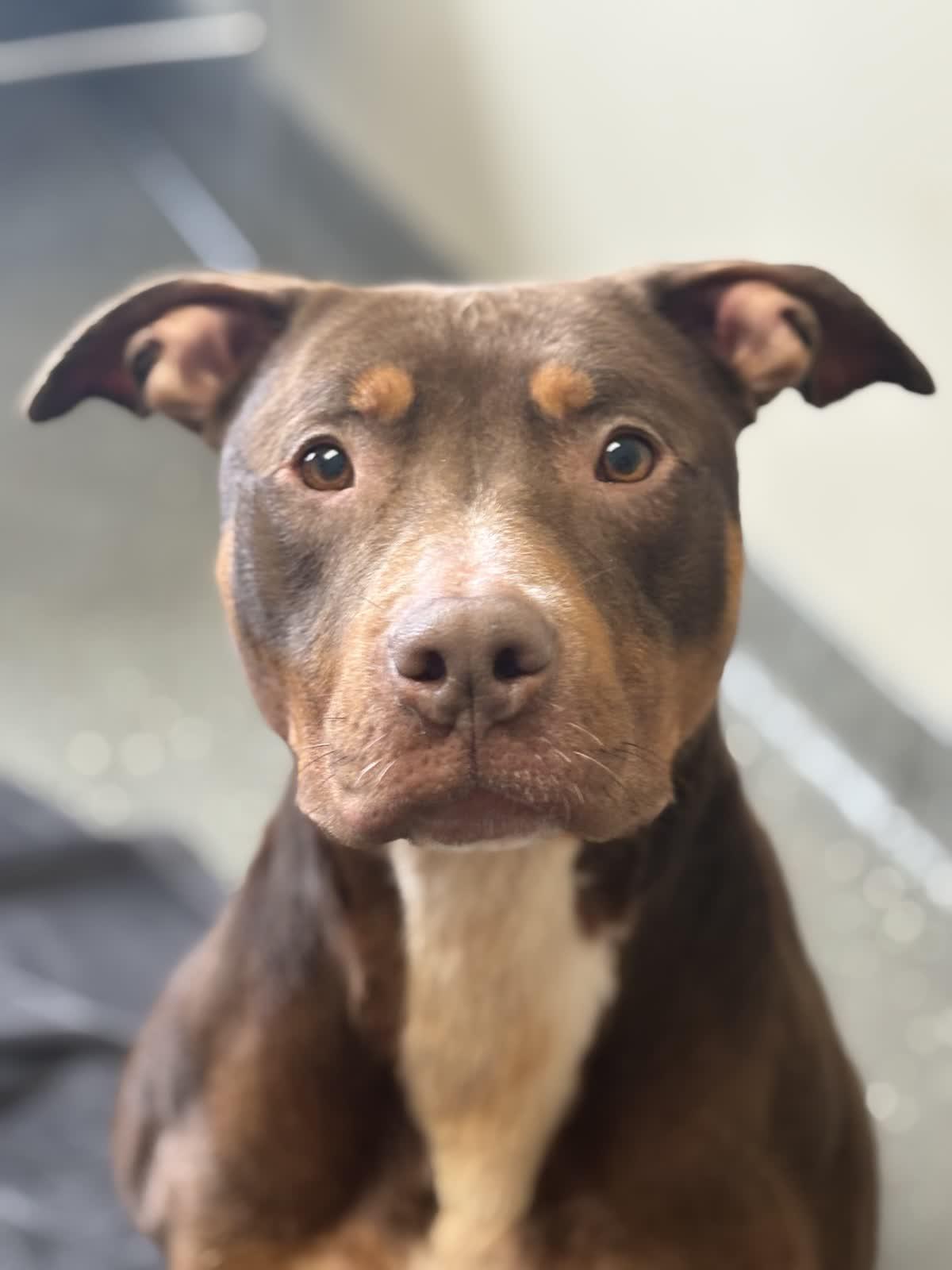 Enlarge Finley, a Adoptable mixed breed in Valparaiso, IN image 1/5