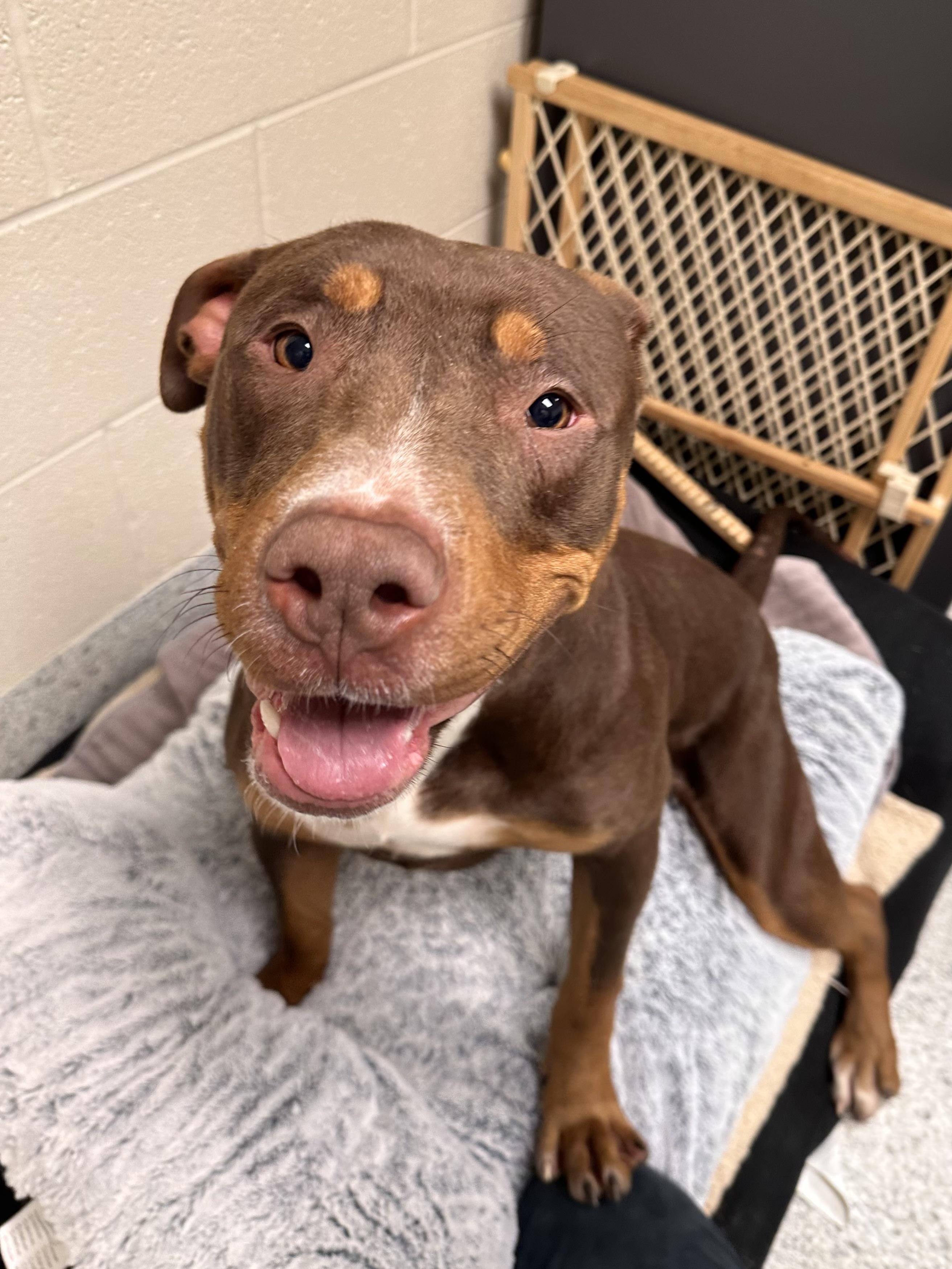 Enlarge Finley, a Adoptable mixed breed in Valparaiso, IN image 4/5