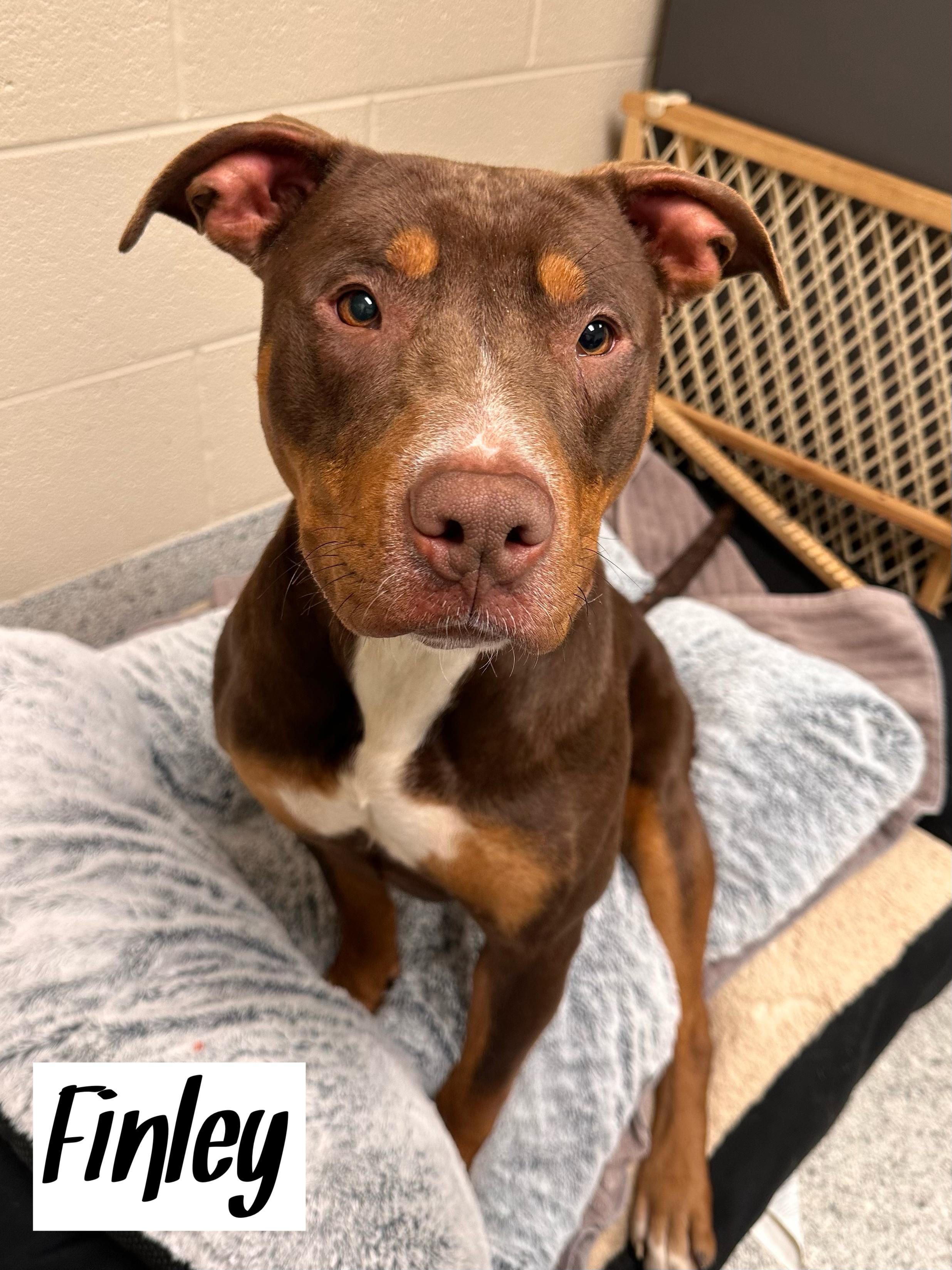 Enlarge Finley, a Adoptable mixed breed in Valparaiso, IN image 3/5