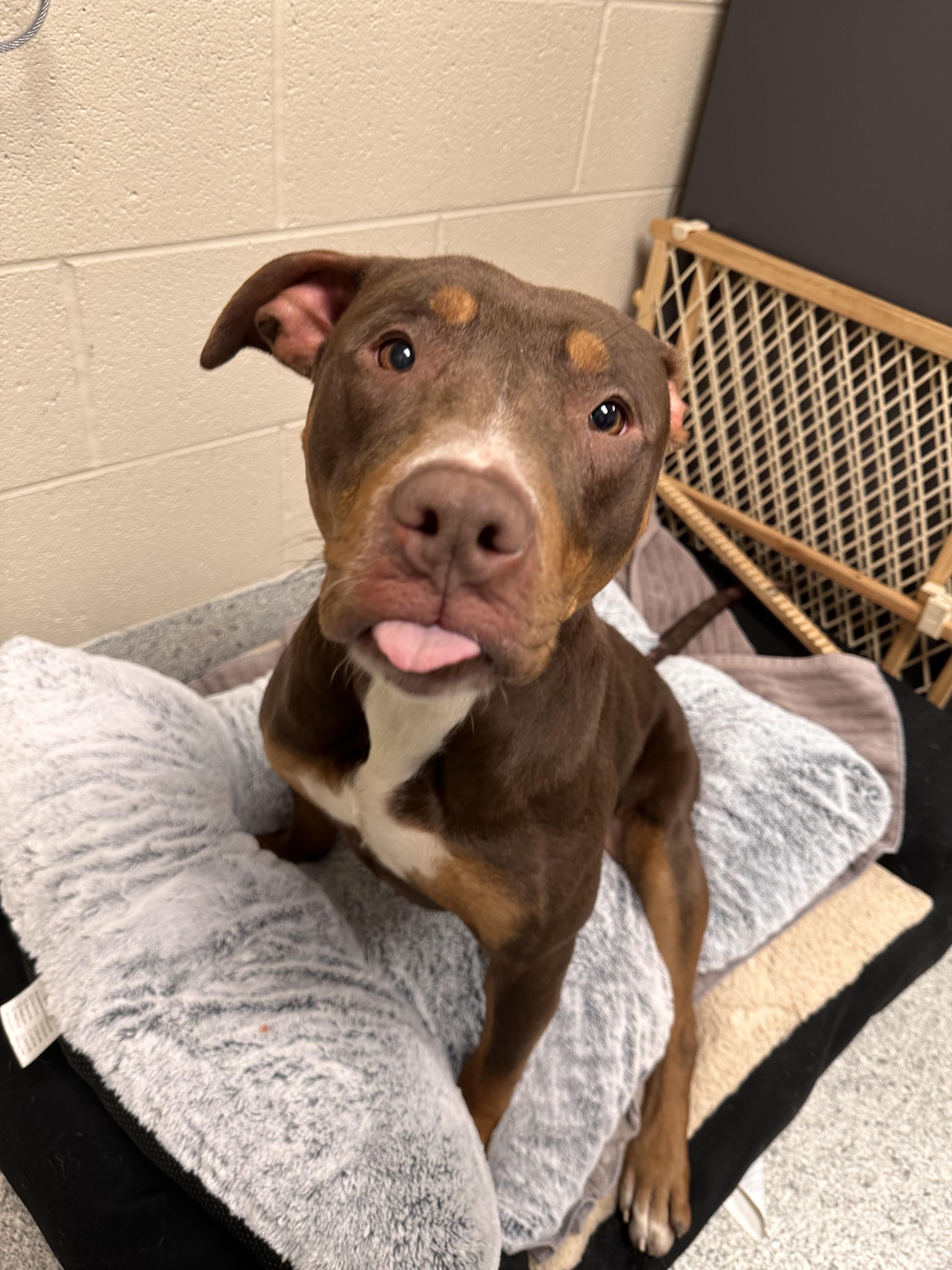 Enlarge Finley, a Adoptable mixed breed in Valparaiso, IN image 2/5