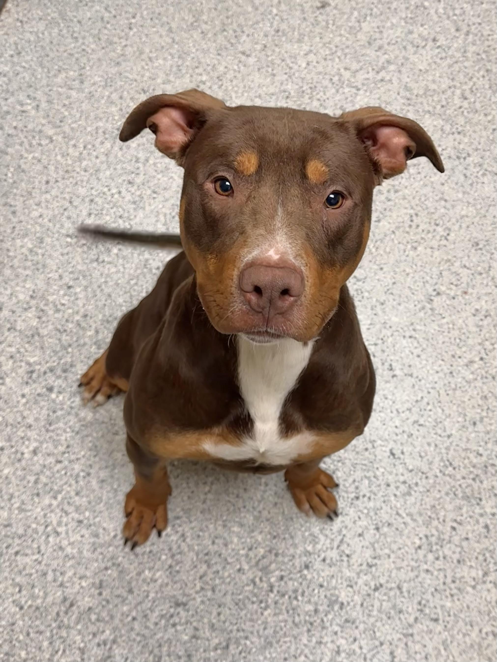 Enlarge Finley, a Adoptable mixed breed in Valparaiso, IN image 5/5