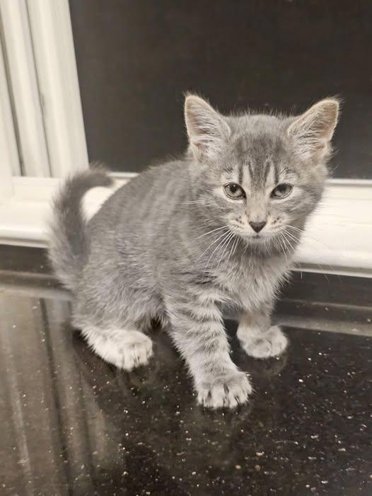 Meep, adopted, Kitten Male Domestic Short Hair.