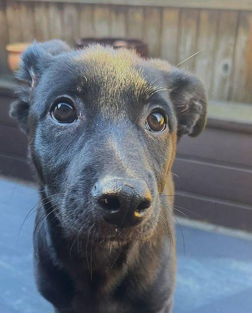 Enlarge Grant, a ADOPTABLE mixed breed in Eugene, OR image 4/4