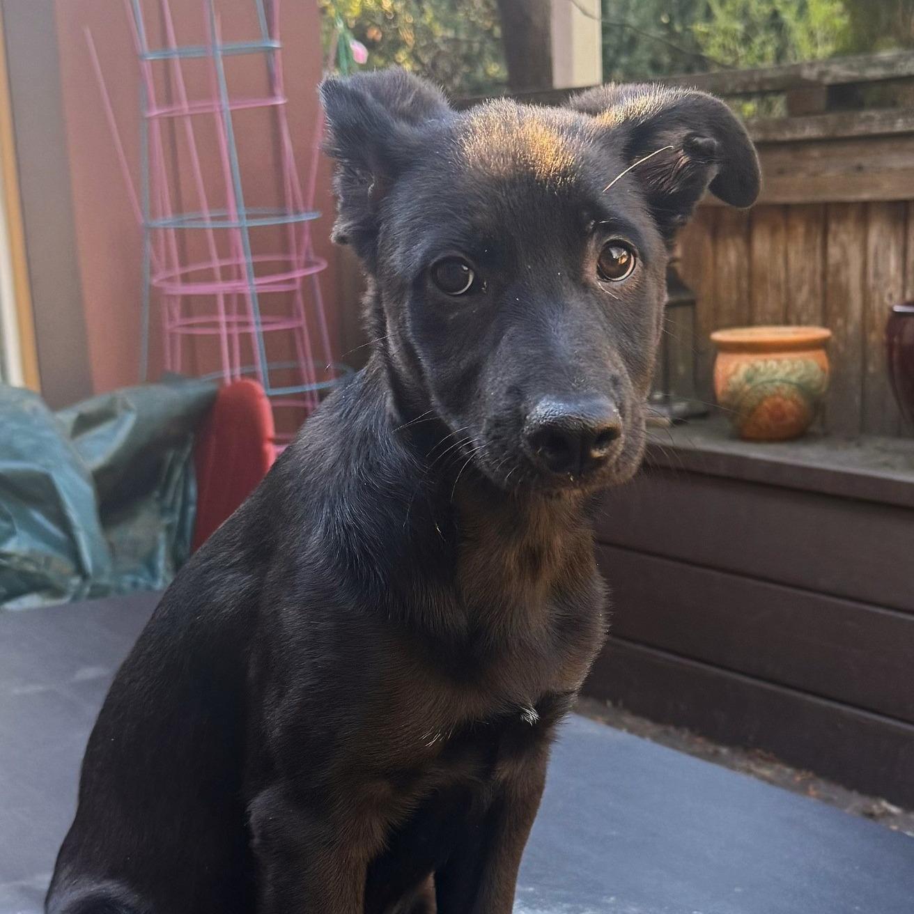 Grant, ADOPTABLE, Young Male German Shepherd Dog.