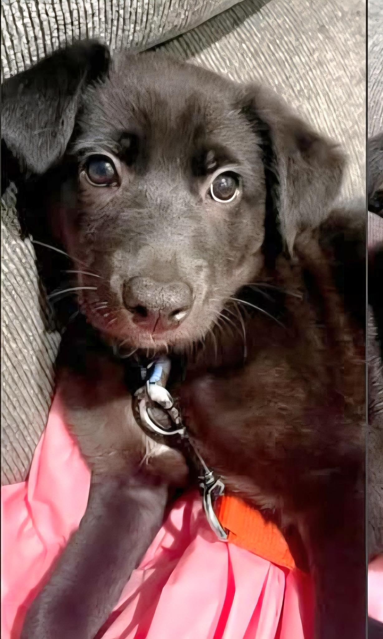 Enlarge Grant, a ADOPTABLE mixed breed in Eugene, OR image 2/4