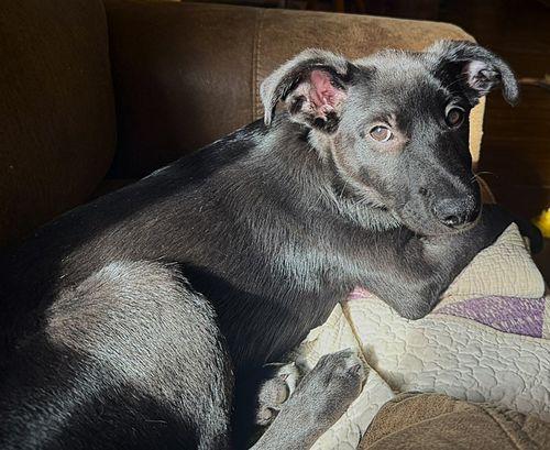 Enlarge Grant, a ADOPTABLE mixed breed in Eugene, OR image 3/4