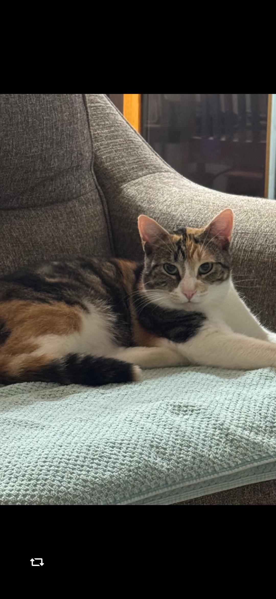 Enlarge Carmel, a Adoptable Domestic Short Hair in Medford, WI image 1/1