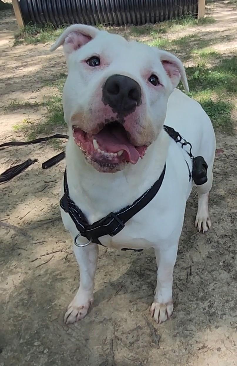 Juice, Adoptable, Adult Male Pit Bull Terrier.