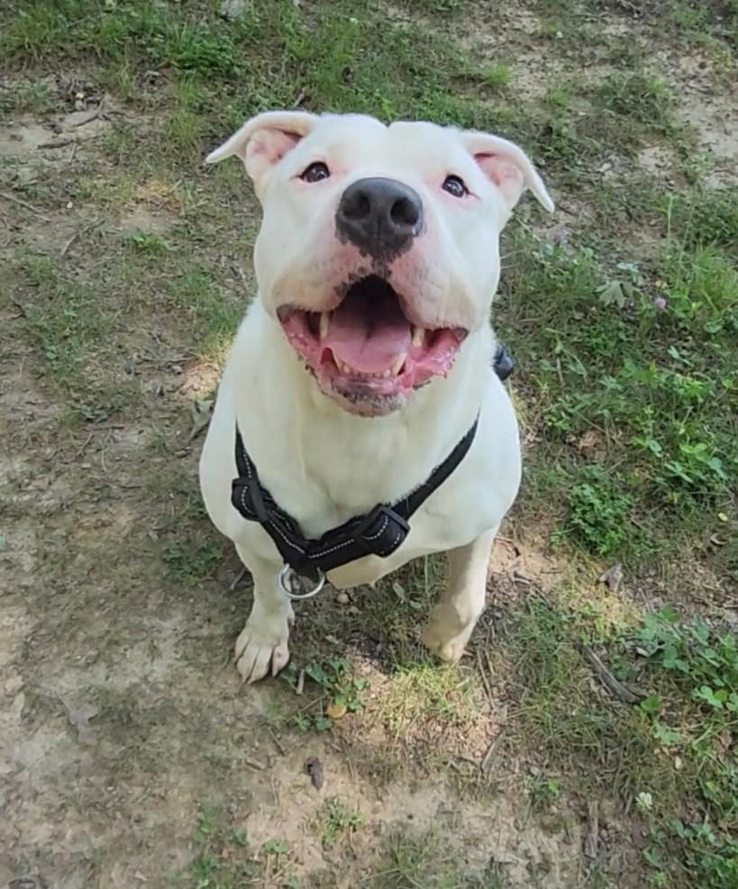 Enlarge Juice, a Adoptable Pit Bull Terrier in Fayetteville, WV image 2/3