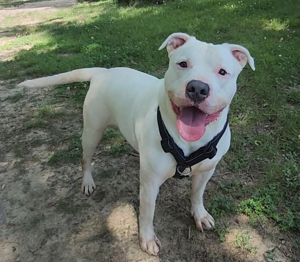 Enlarge Juice, a Adoptable Pit Bull Terrier in Fayetteville, WV image 3/3