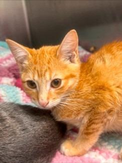 Flame, Adoptable, Kitten Male Domestic Short Hair.