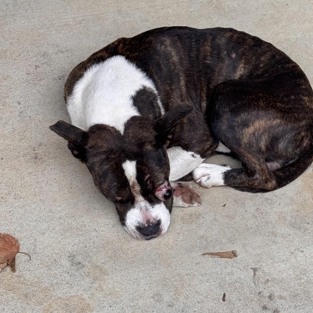 Panin, a Adoptable Mixed Breed in Winston-Salem, NC image 2/2