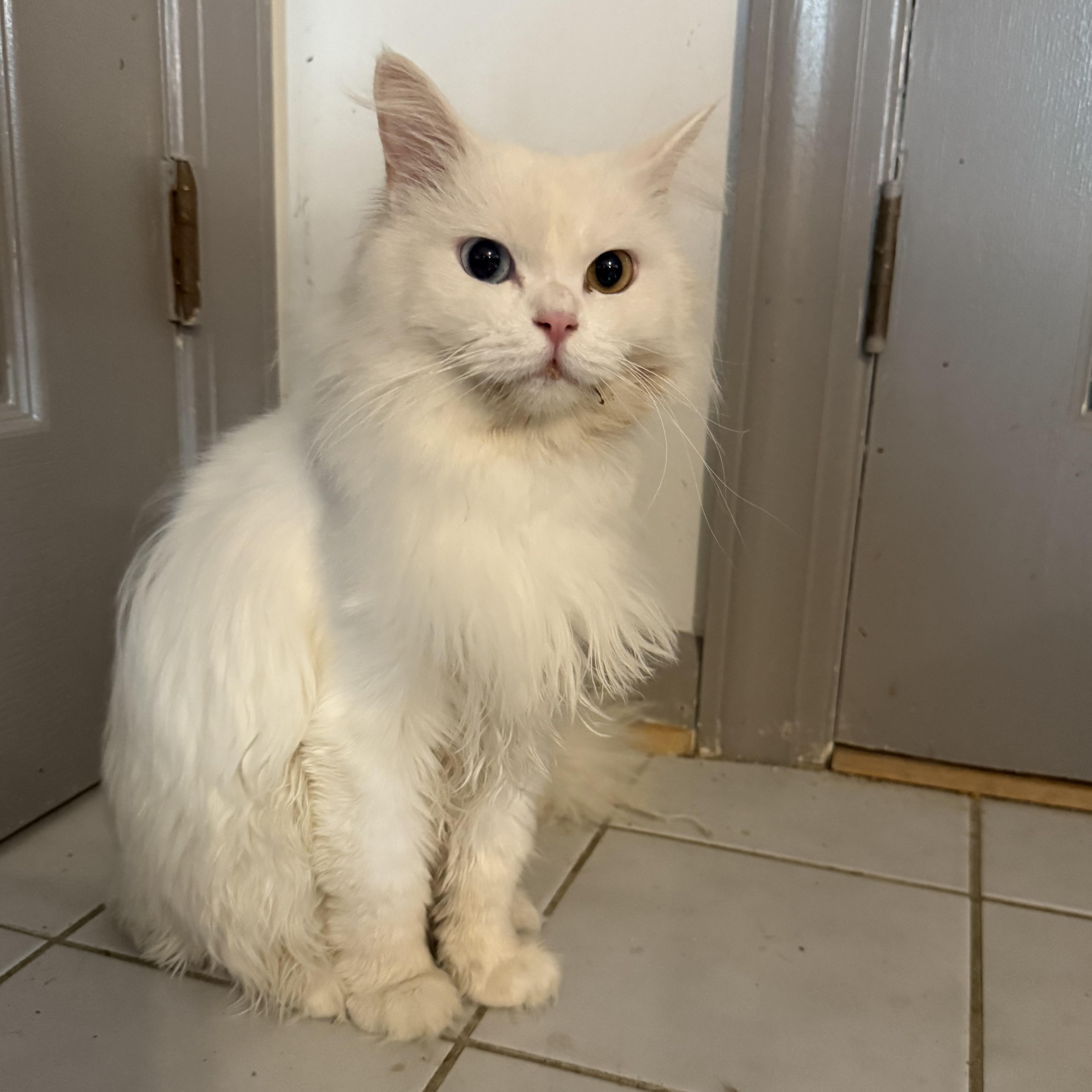 Lancelot - Bi-colored eyes