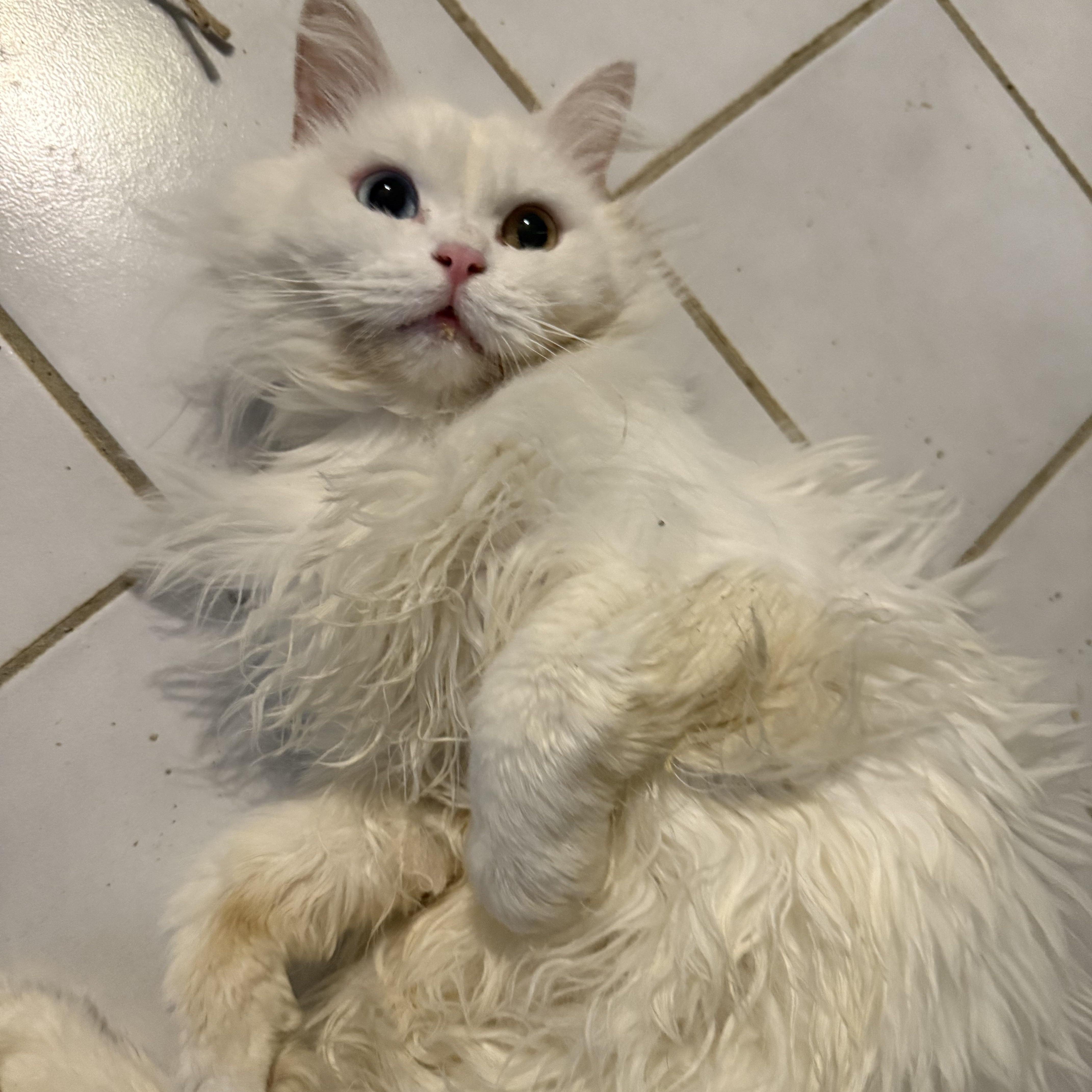 Lancelot - Bi-colored eyes