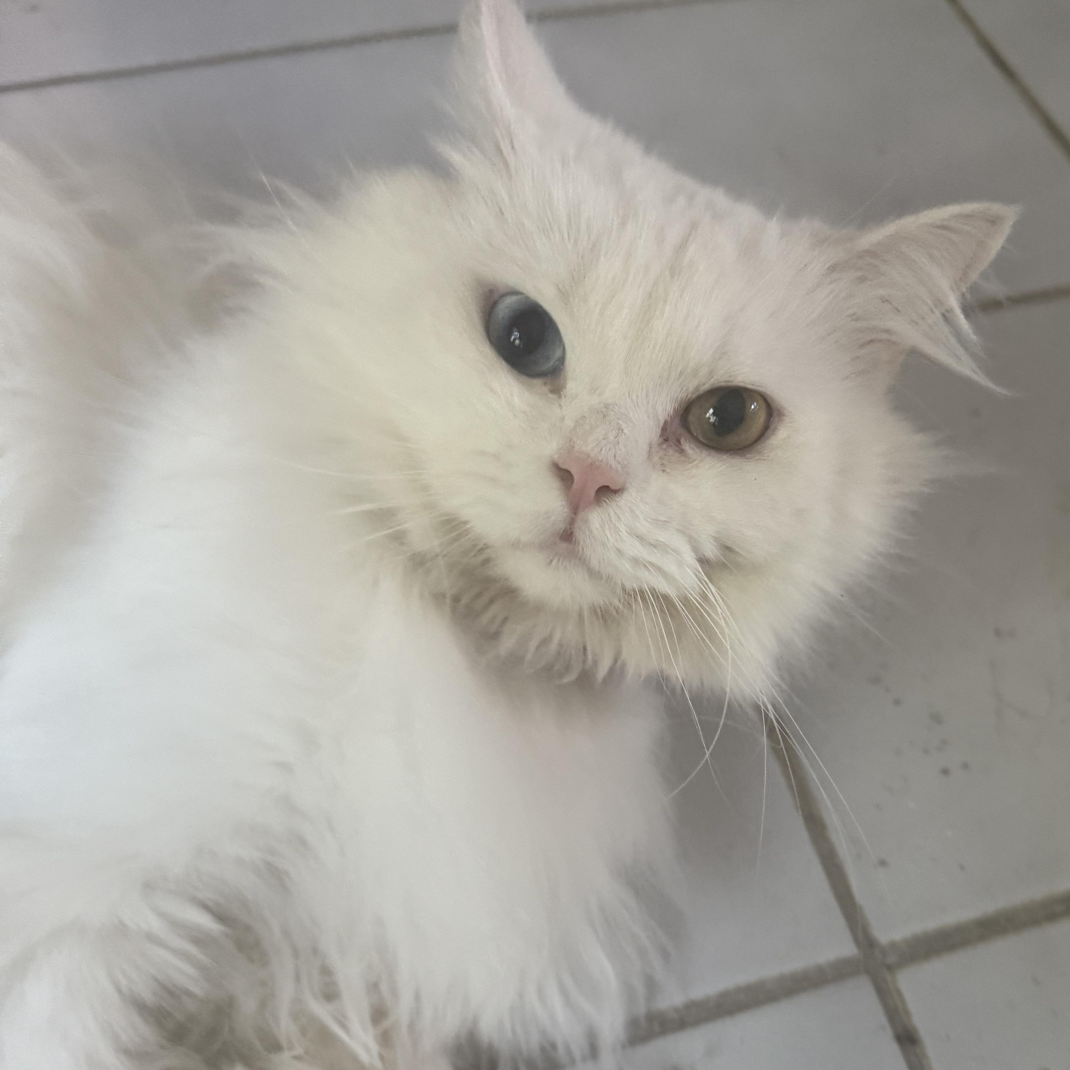 Lancelot - Bi-colored eyes
