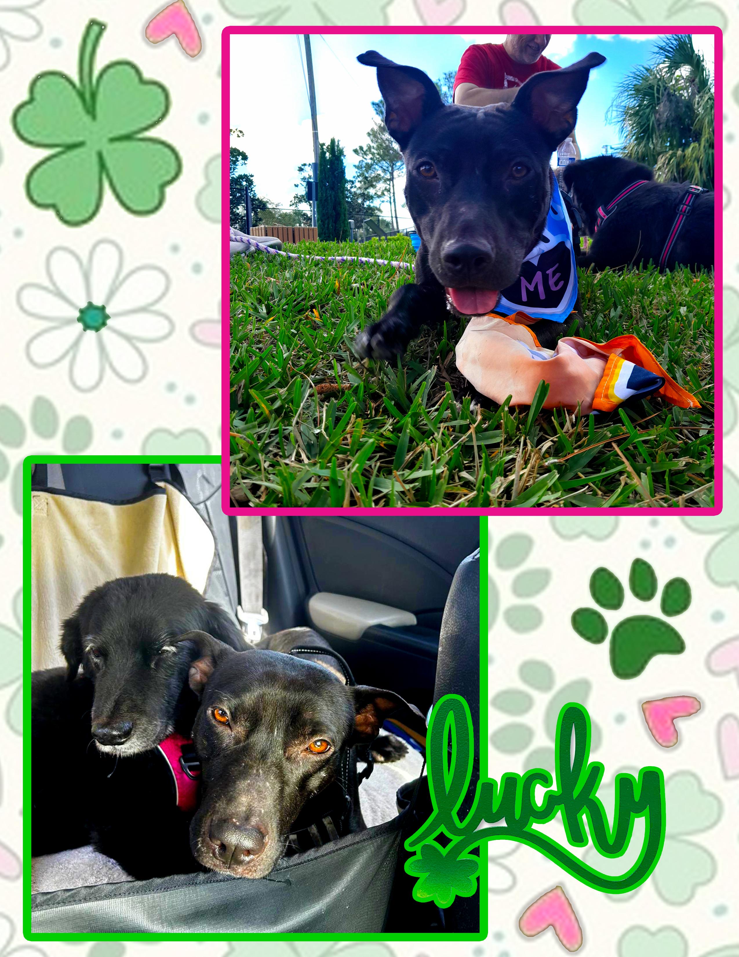 Lucky, Young Male Black Labrador Retriever