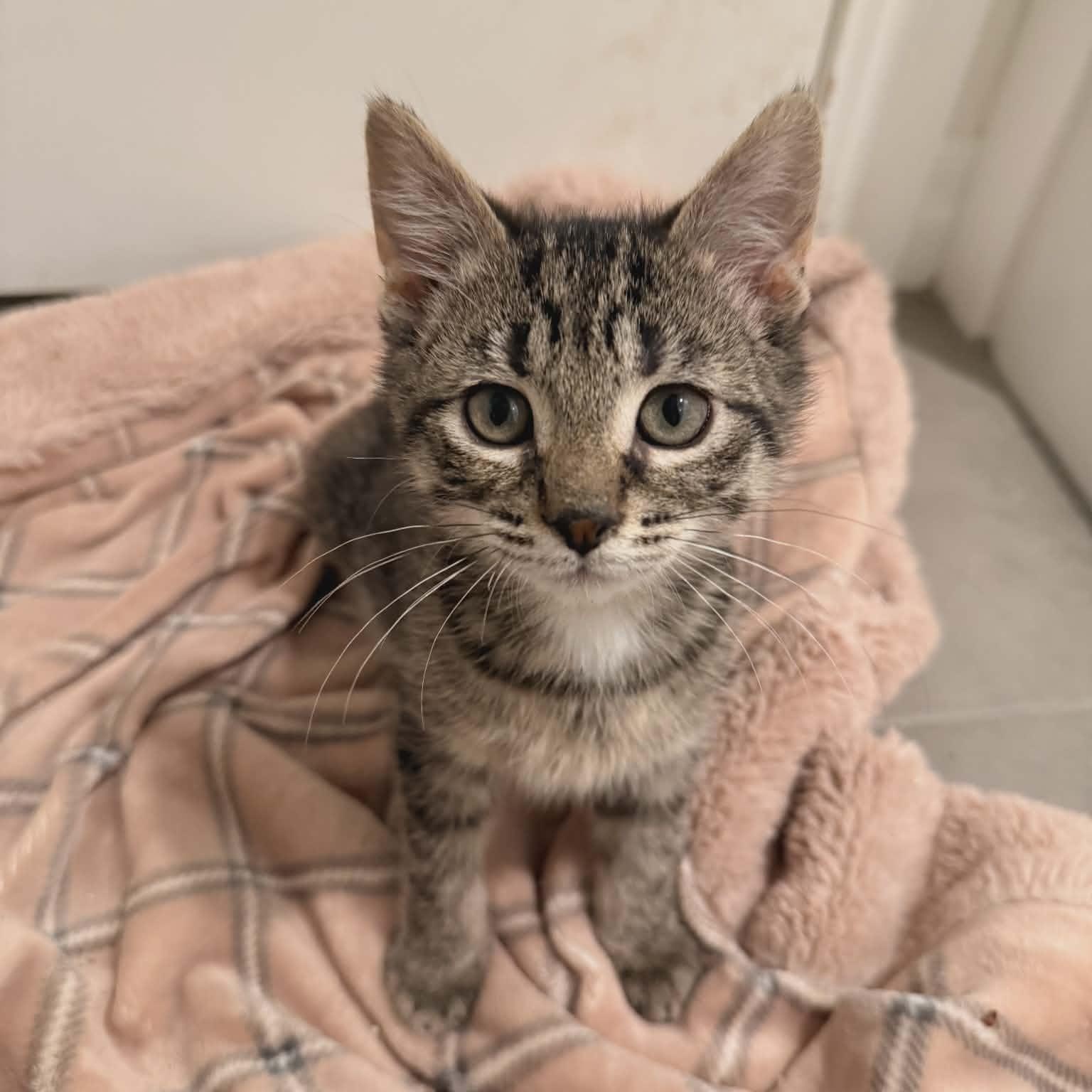 Enlarge SNICKERDOODLE, an adopted Domestic Short Hair in Tillsonburg, ON image 1/6