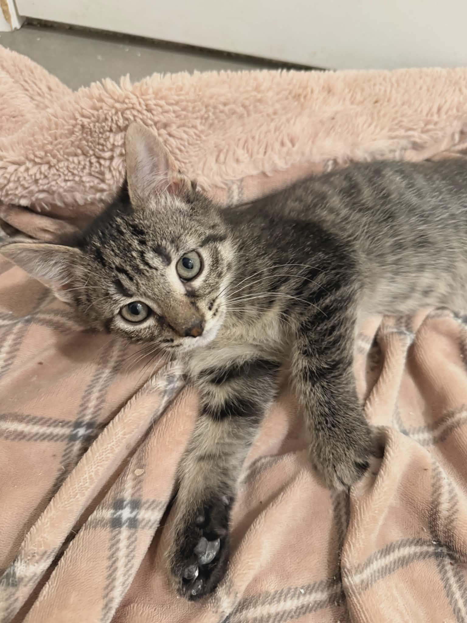 Enlarge SNICKERDOODLE, an adopted Domestic Short Hair in Tillsonburg, ON image 2/6