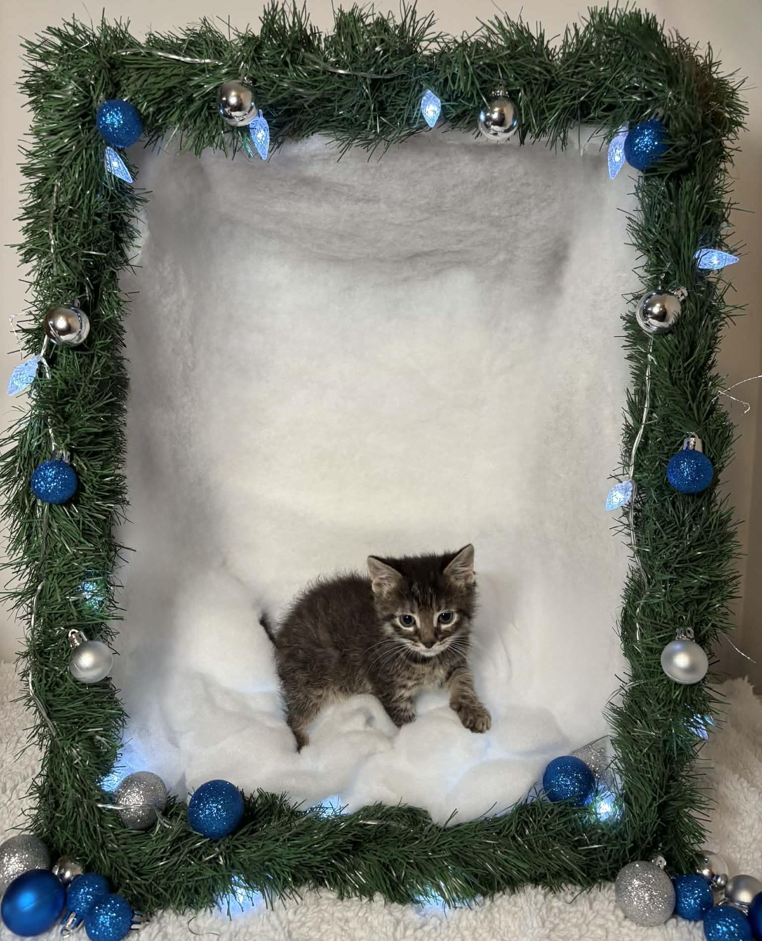 Enlarge SNICKERDOODLE, an adopted Domestic Short Hair in Tillsonburg, ON image 3/6