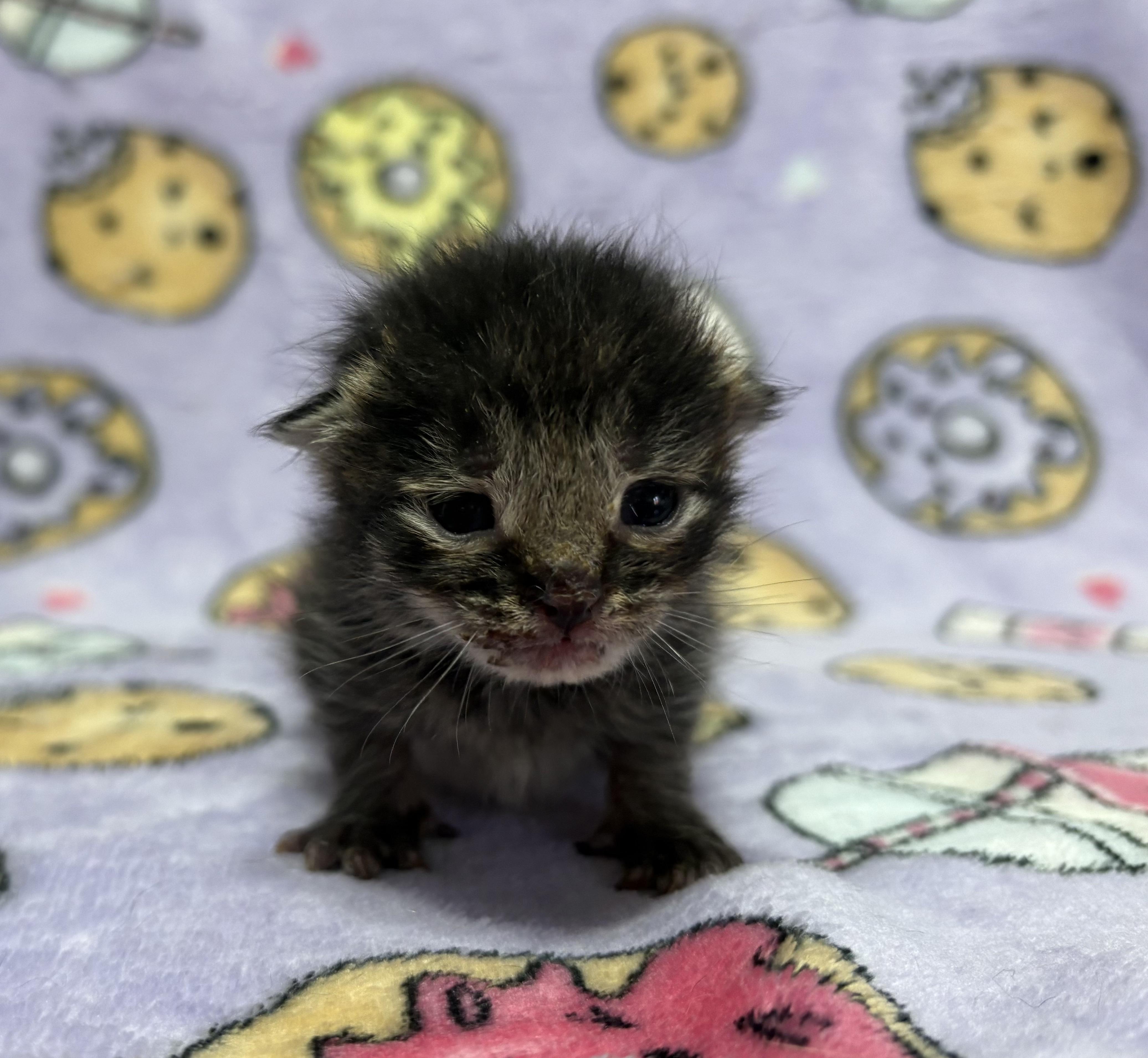 Enlarge SNICKERDOODLE, an adopted Domestic Short Hair in Tillsonburg, ON image 6/6
