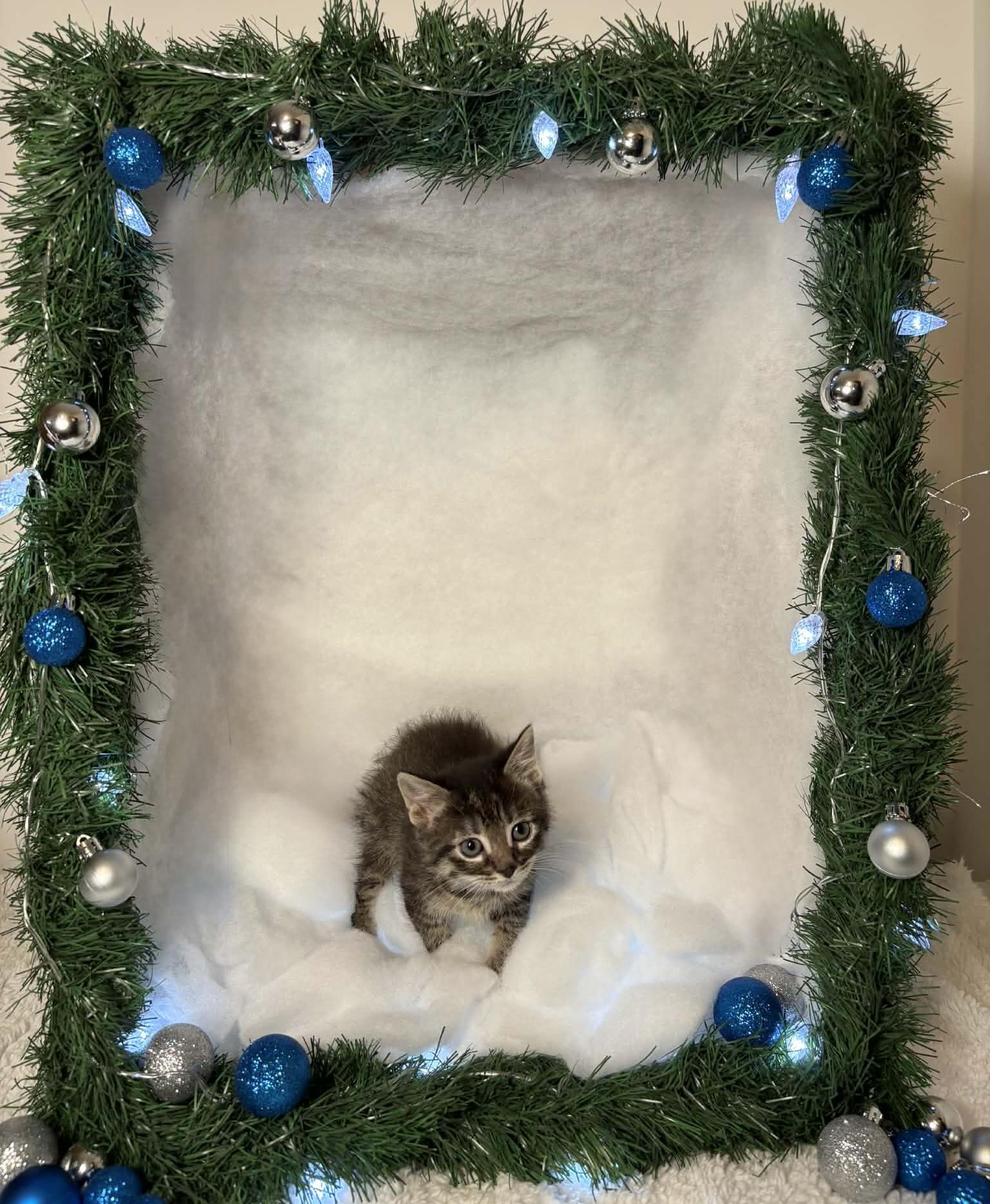 Enlarge SNICKERDOODLE, an adopted Domestic Short Hair in Tillsonburg, ON image 4/6