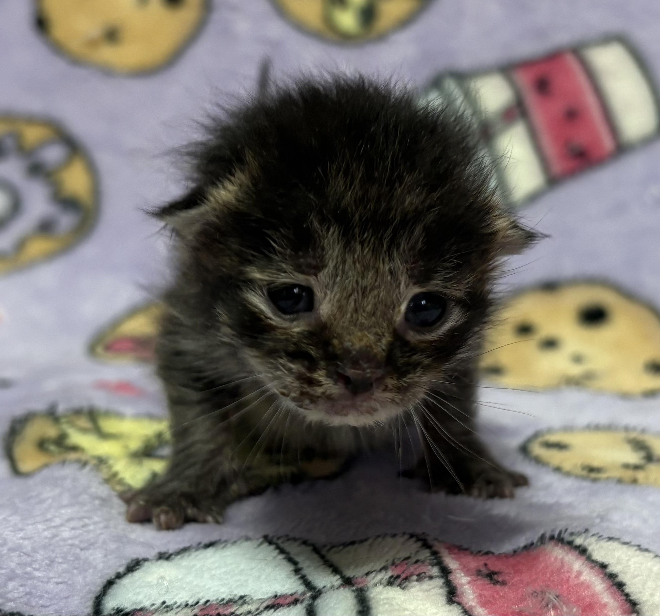 Enlarge SNICKERDOODLE, an adopted Domestic Short Hair in Tillsonburg, ON image 5/6