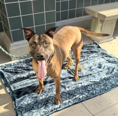 BUBBLES, Adoptable, Young Female Belgian Shepherd / Malinois & Mixed Breed.