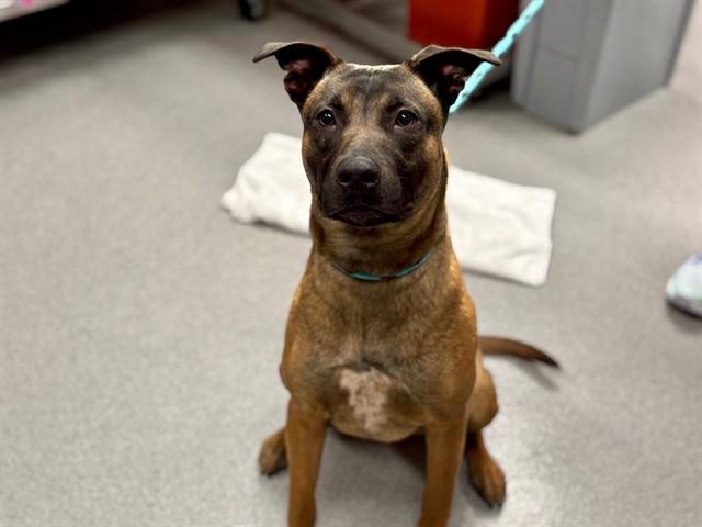 Enlarge BUBBLES, a Adoptable mixed breed in Rancho Cucamonga, CA image 1/1