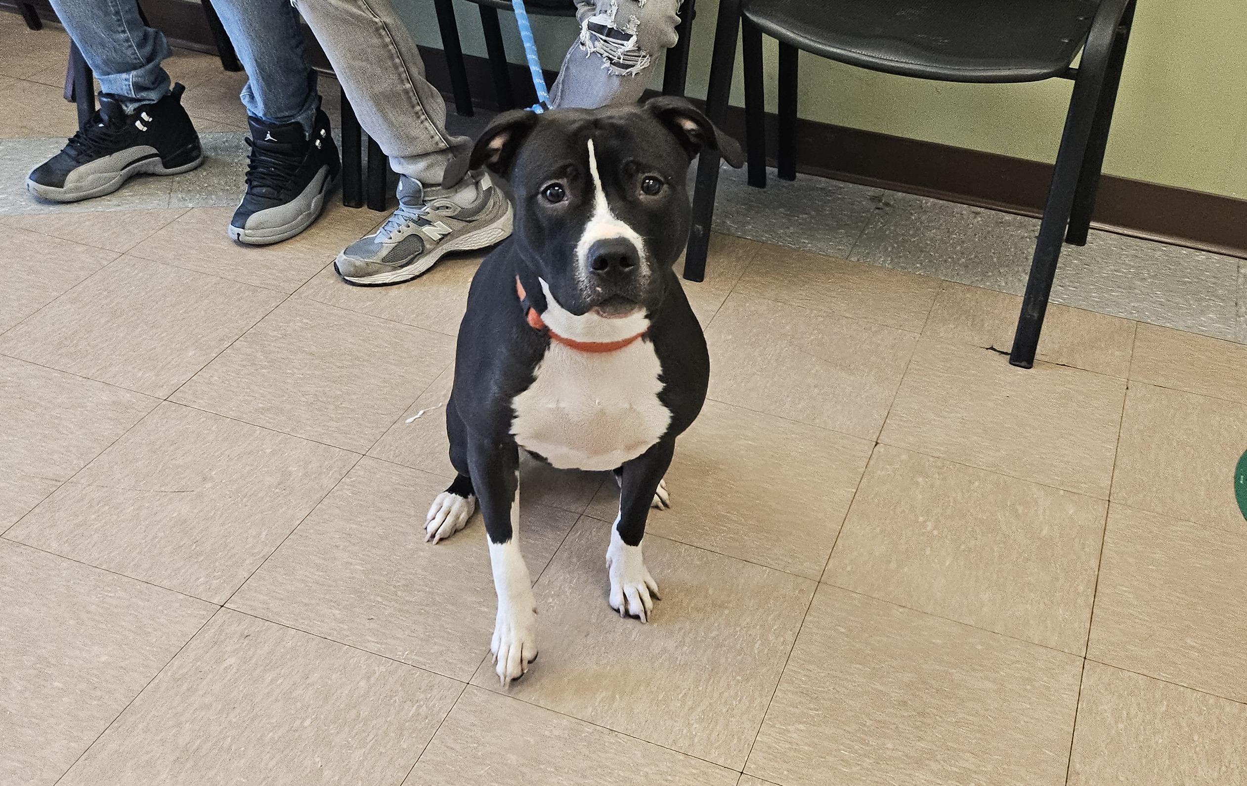 Enlarge Jazmine, a Adopted mixed breed in Poughkeepsie, NY image 4/5