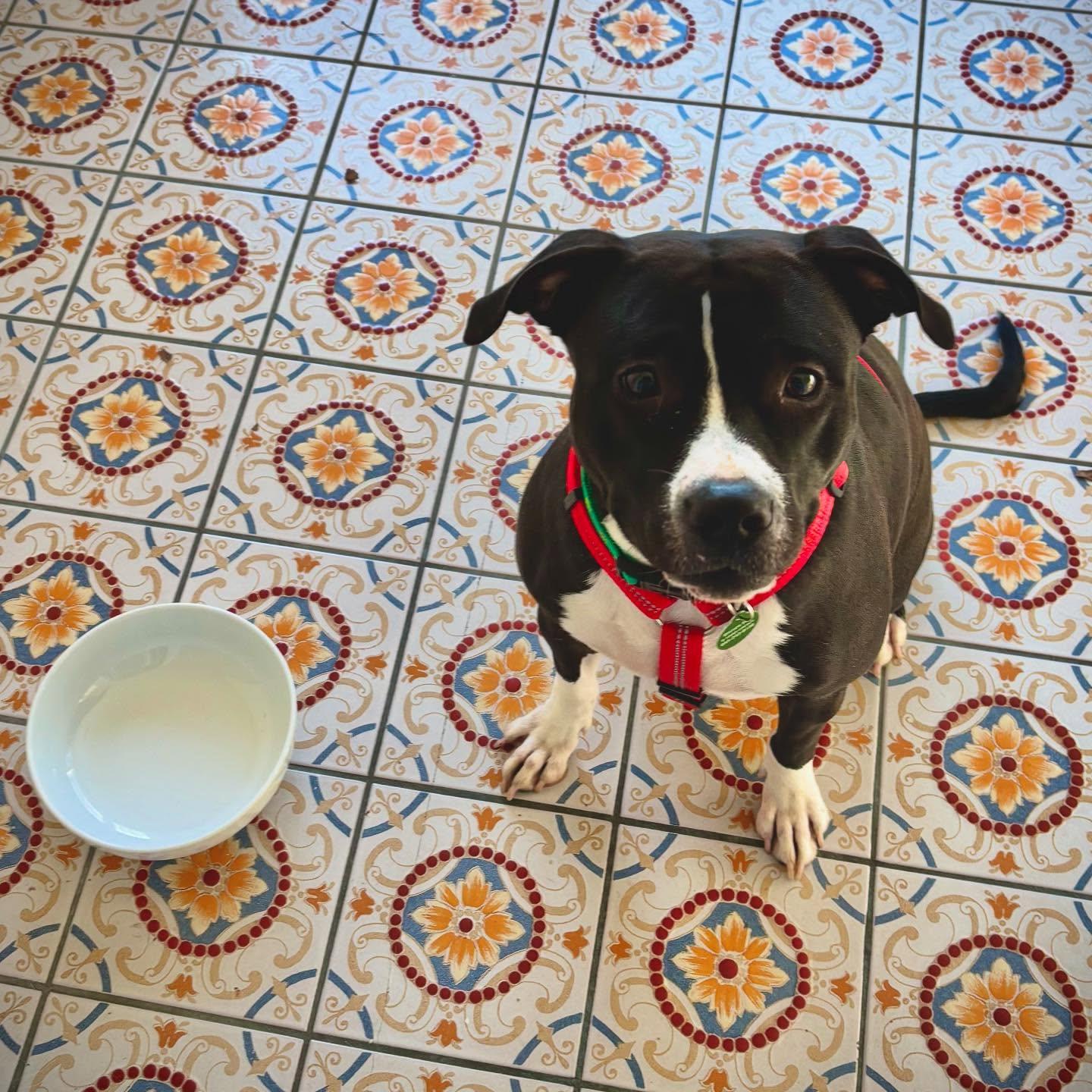 Enlarge Jazmine, a Adopted mixed breed in Poughkeepsie, NY image 1/5