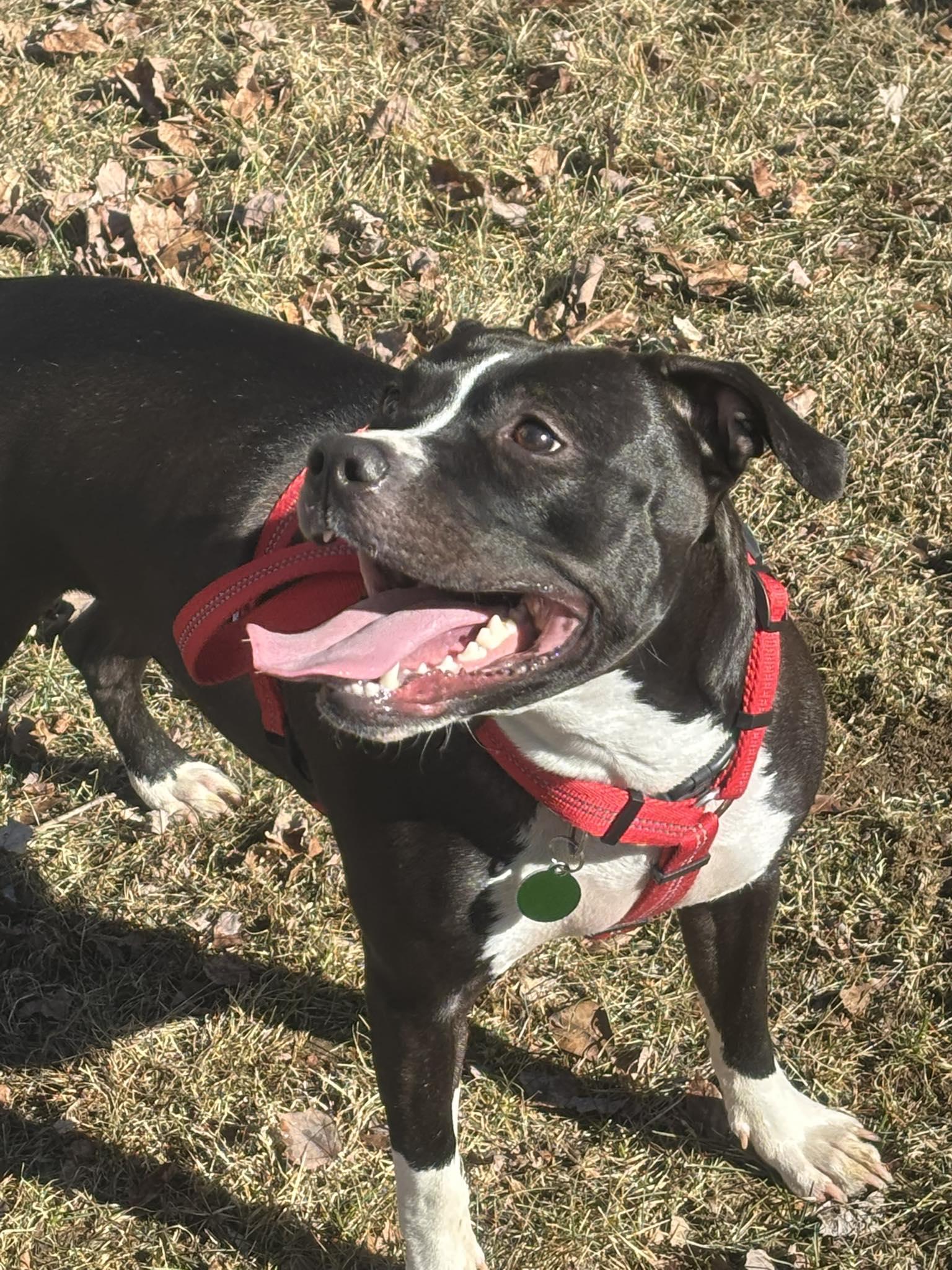 Enlarge Jazmine, a Adopted mixed breed in Poughkeepsie, NY image 3/5