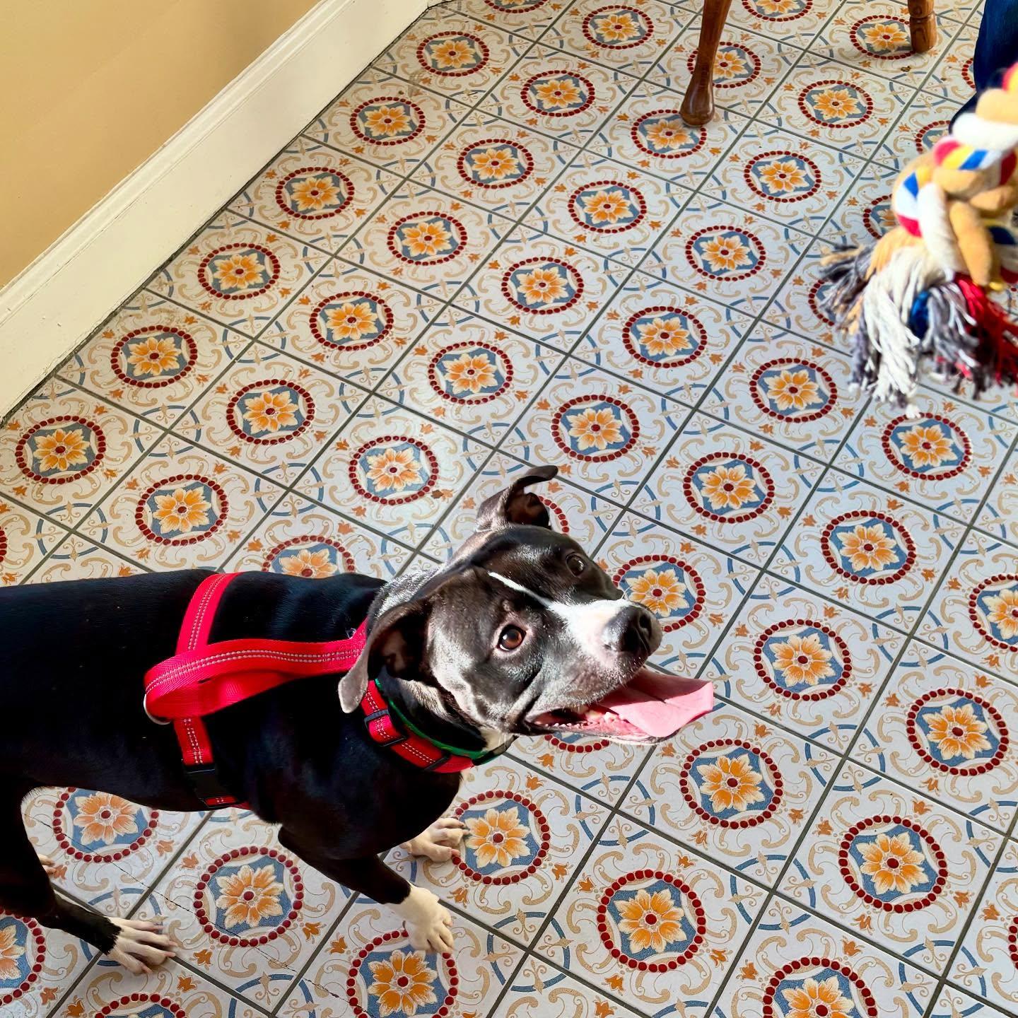 Enlarge Jazmine, a Adopted mixed breed in Poughkeepsie, NY image 2/5