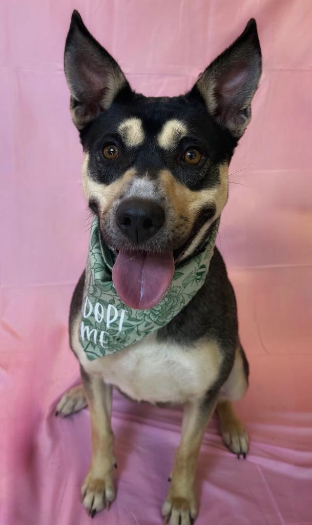 Wren, ADOPTABLE, Adult Female Australian Kelpie.