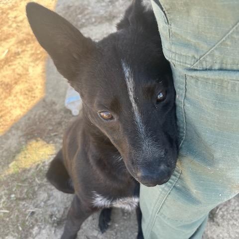 Tucker, an adopted mixed breed in Durant, OK image 2/3