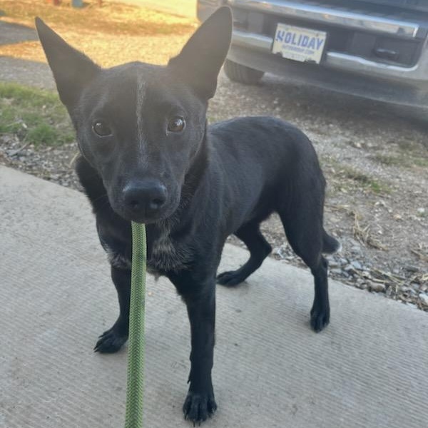Tucker, adopted, Young Male Australian Cattle Dog / Blue Heeler.