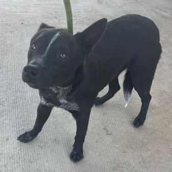 Tucker, an adopted mixed breed in Durant, OK image 3/3