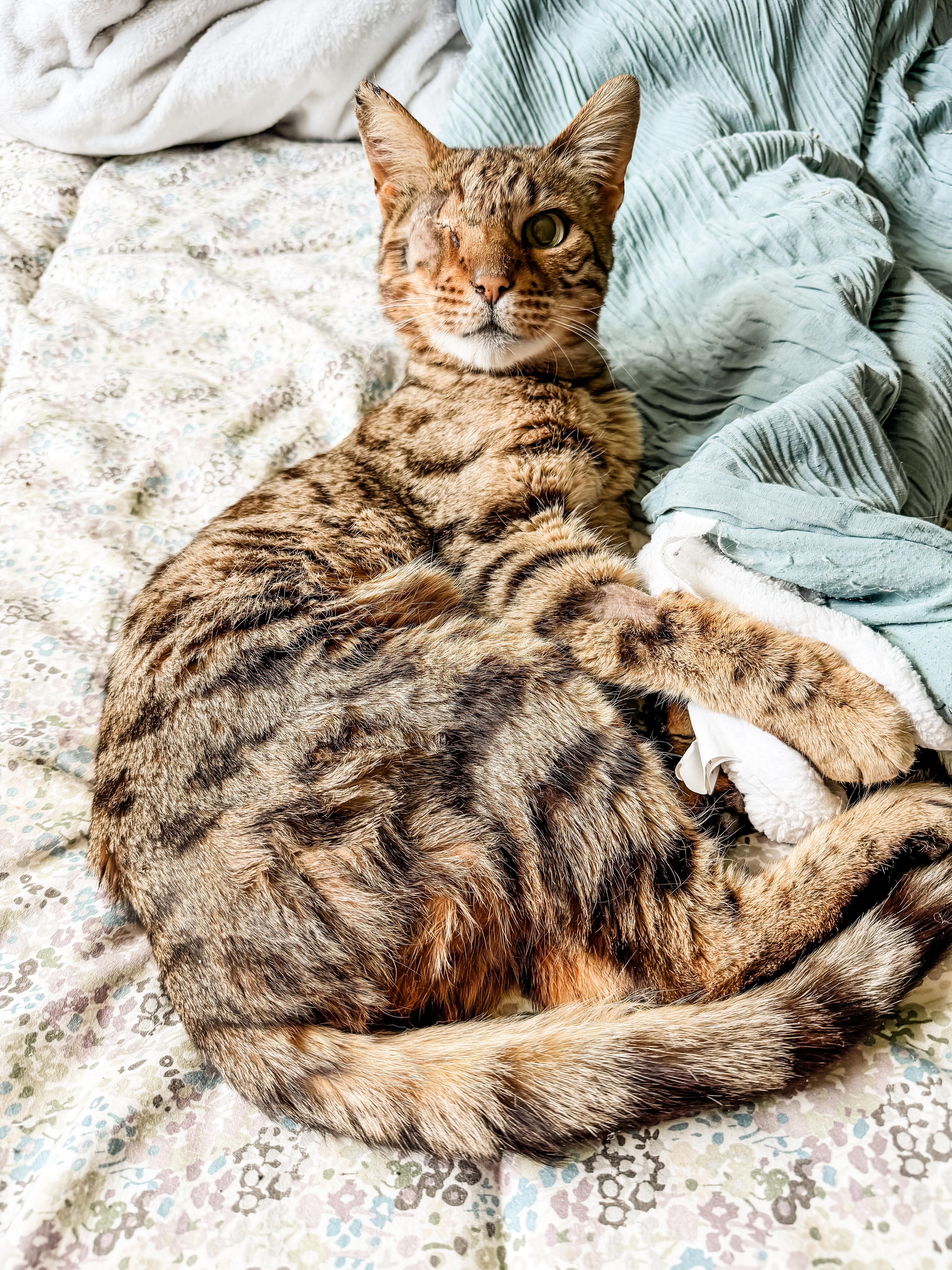 Cy(clops), ADOPTABLE, Senior Male Bengal.
