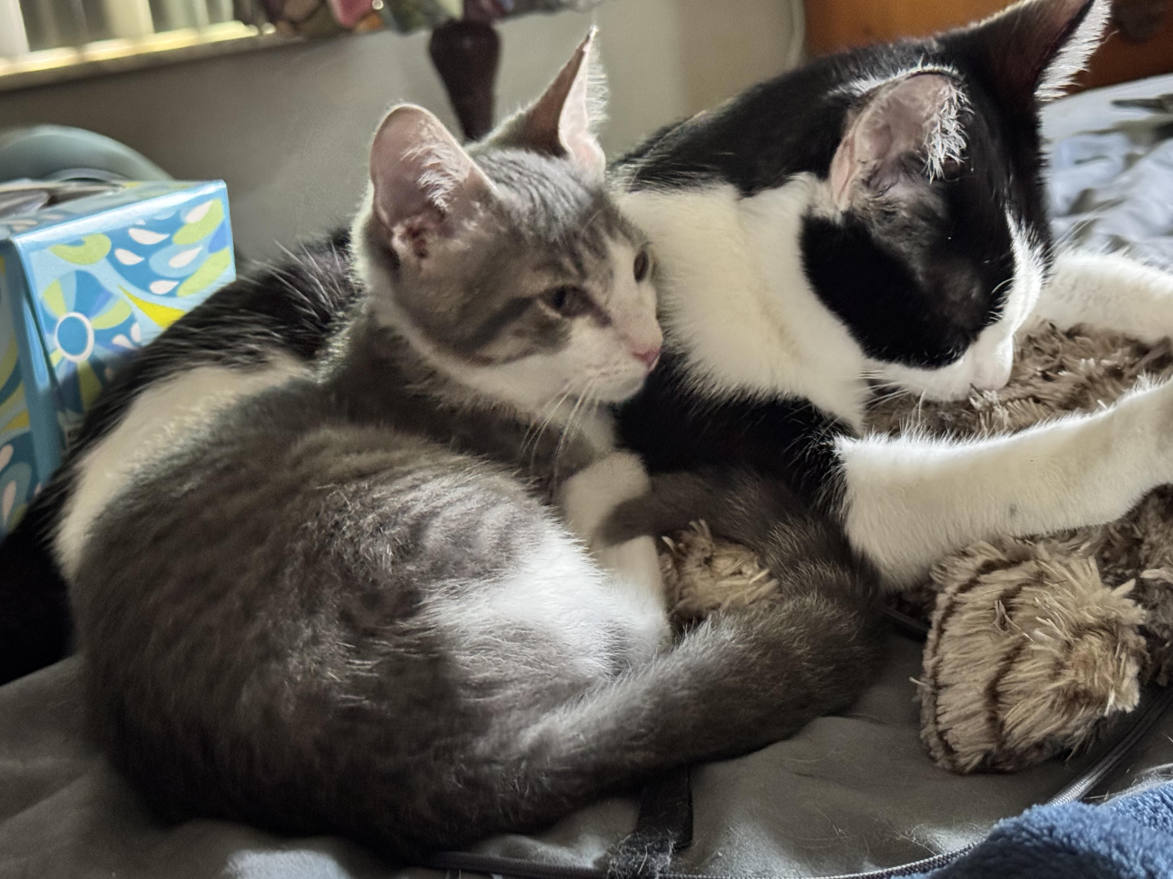 Enlarge Luis 12 weeks , a ADOPTABLE Domestic Short Hair in Kissimmee, FL image 4/6