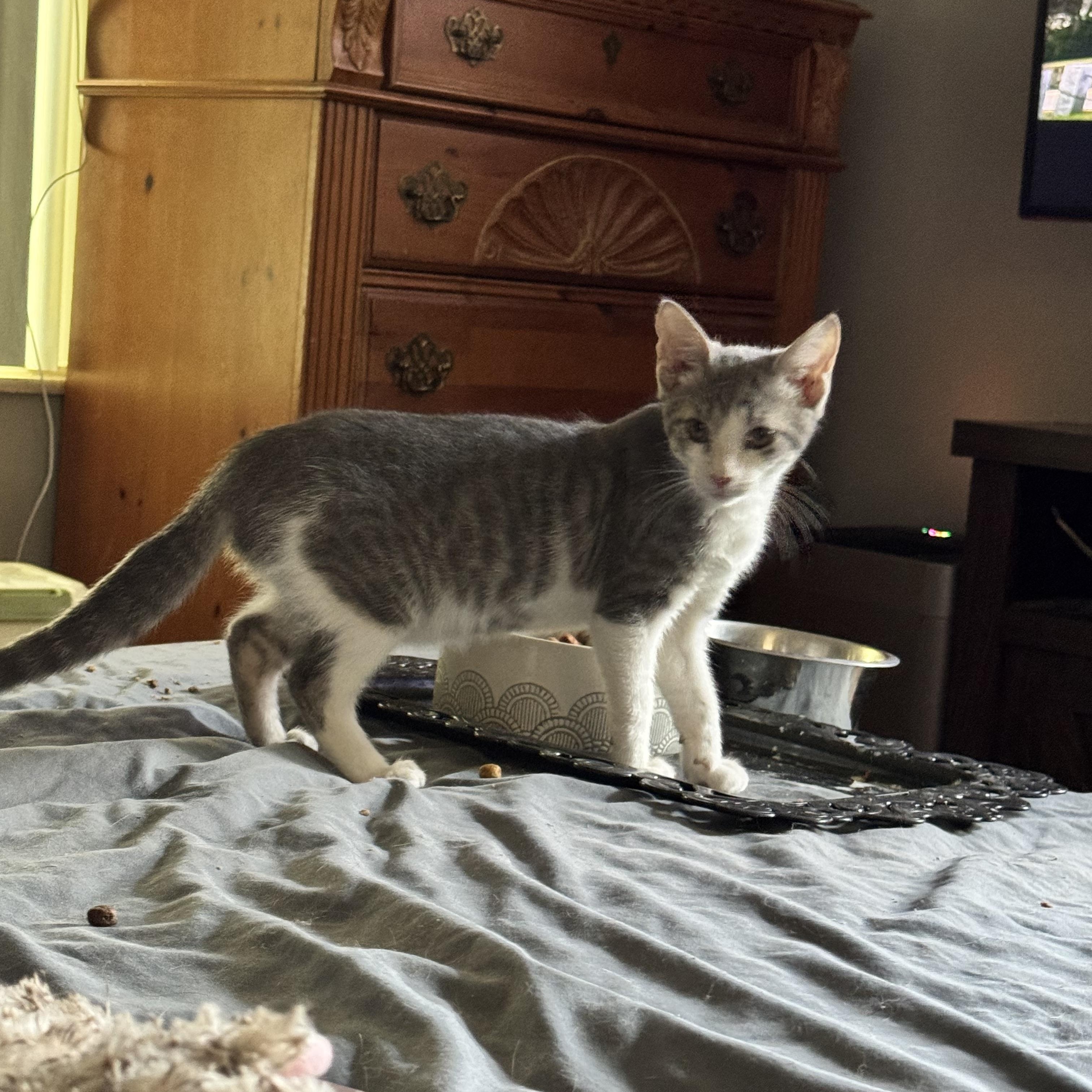 Enlarge Luis 12 weeks , a ADOPTABLE Domestic Short Hair in Kissimmee, FL image 2/6