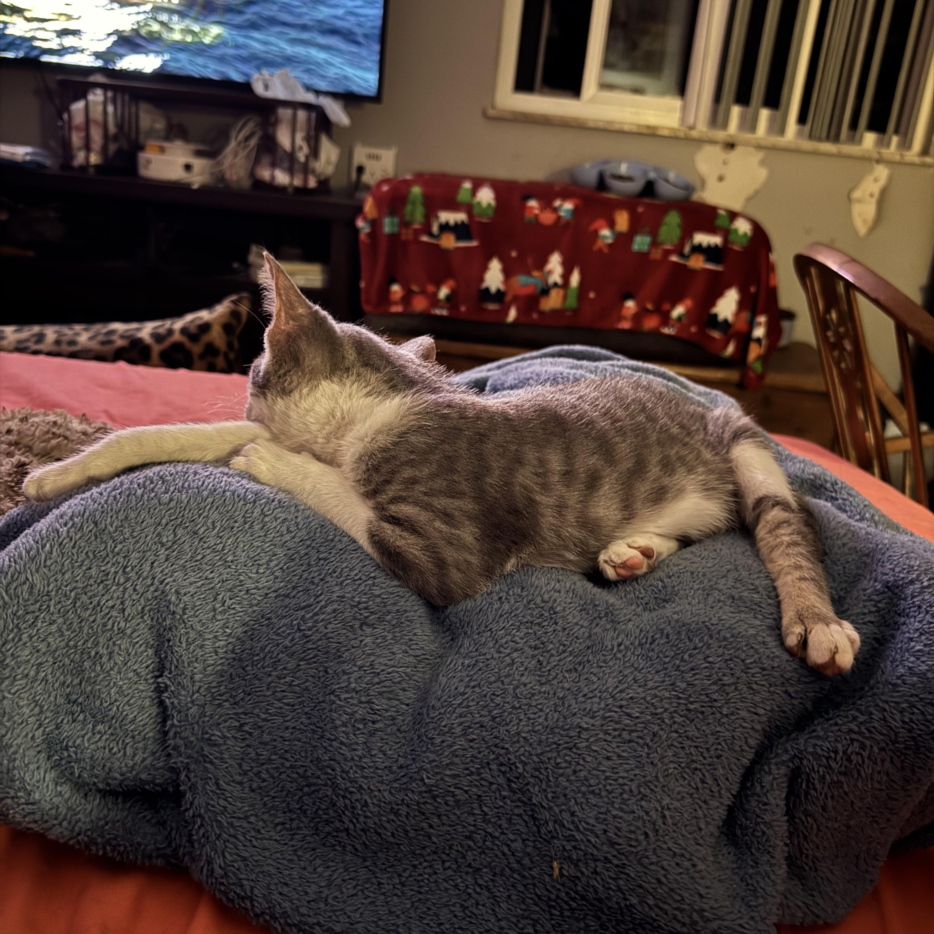 Enlarge Luis 12 weeks , a ADOPTABLE Domestic Short Hair in Kissimmee, FL image 6/6