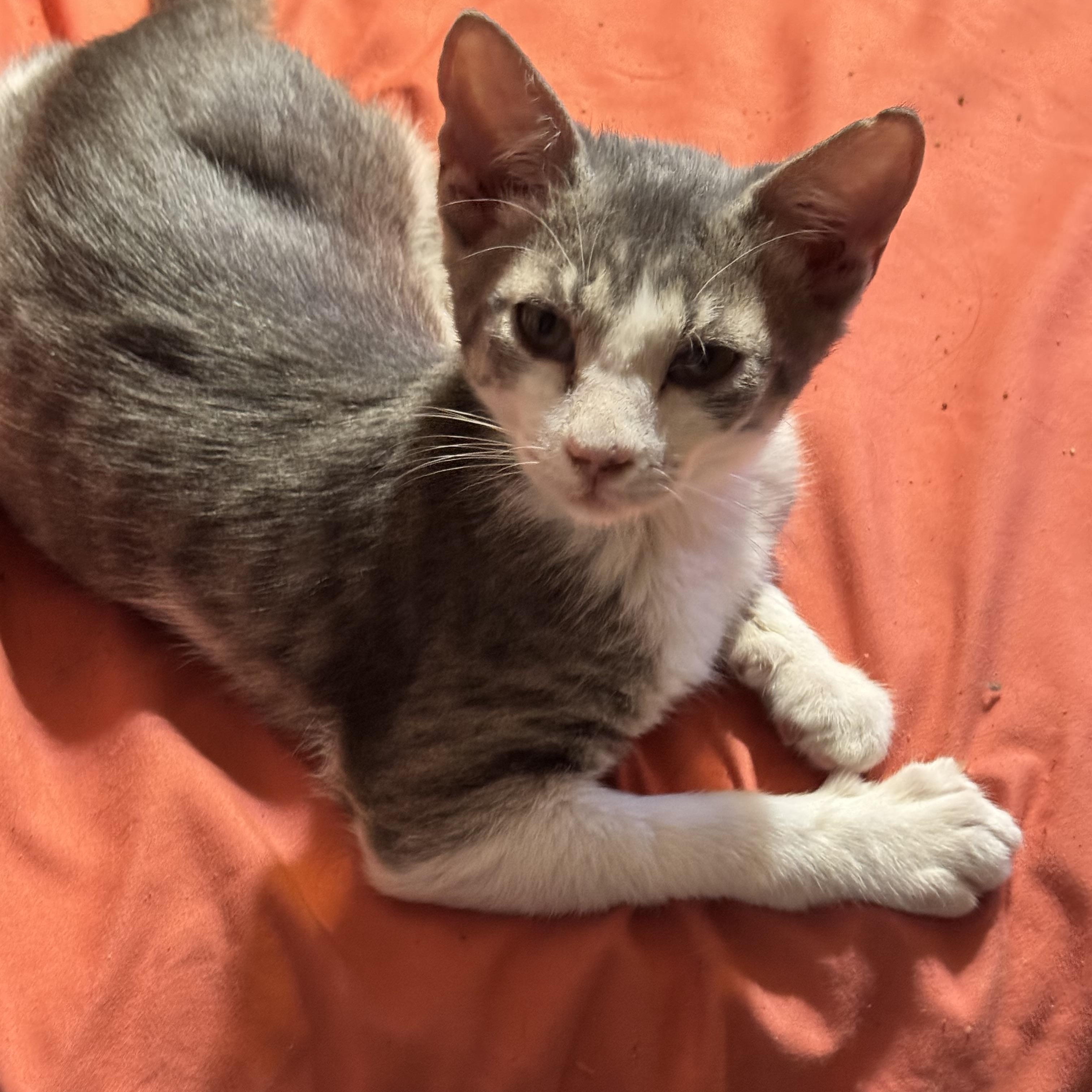 Luis 12 weeks , ADOPTABLE, Kitten Male Domestic Short Hair.