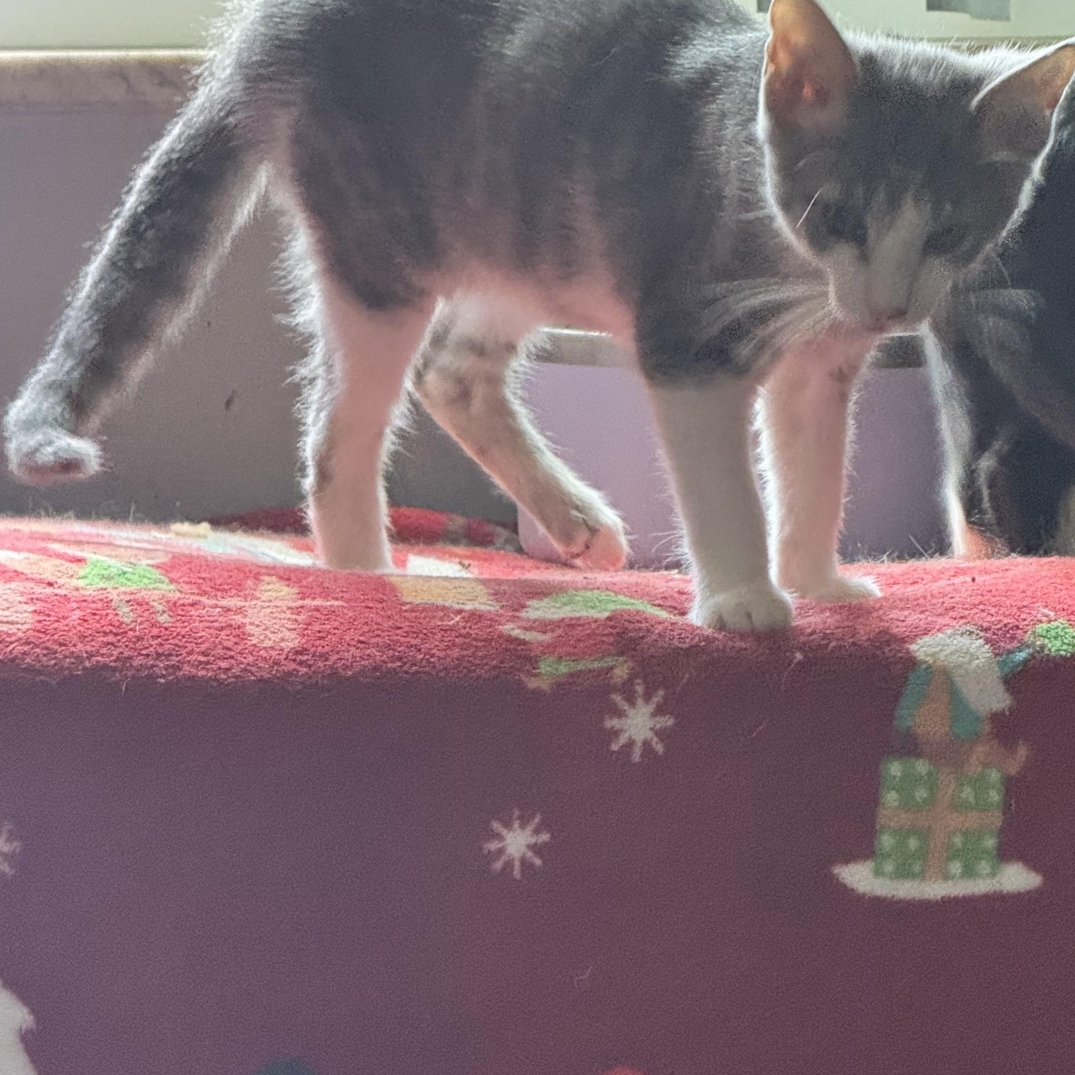 Enlarge Luis 12 weeks , a ADOPTABLE Domestic Short Hair in Kissimmee, FL image 3/6