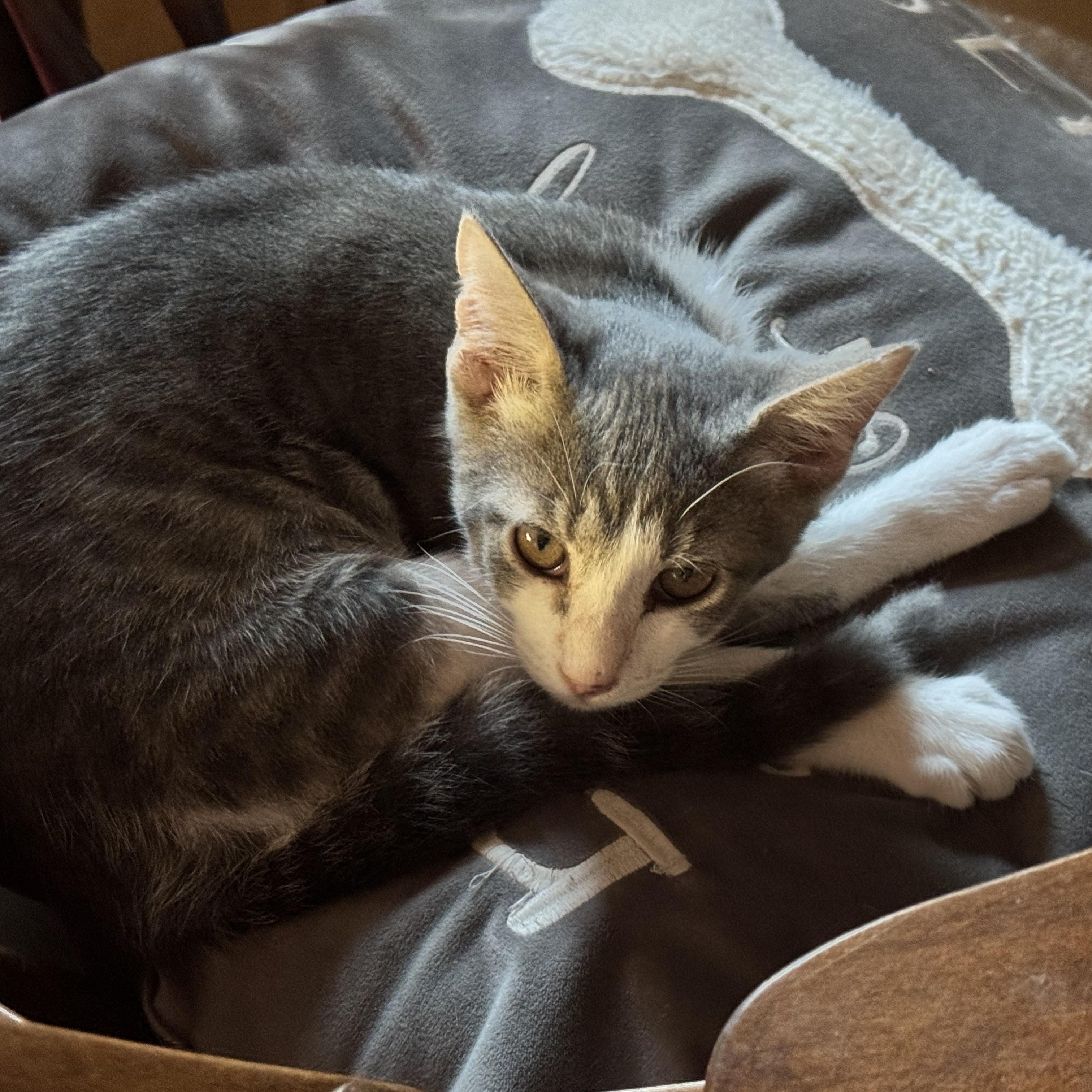 Enlarge Luis 12 weeks , a ADOPTABLE Domestic Short Hair in Kissimmee, FL image 1/6