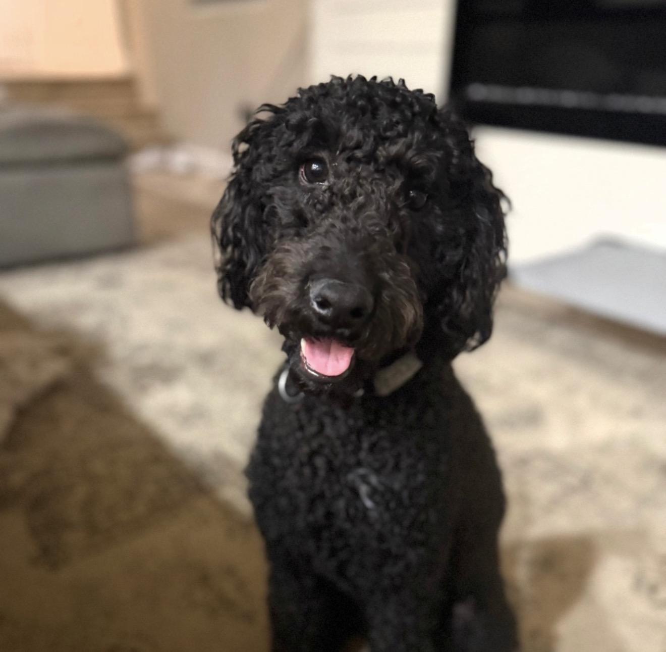 VELVET (CHIP), Adoptable, Young Male Goldendoodle.